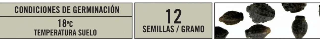 BATLLE Hermosa de Noche Variada 10 g – Semillas de Flor Perfumada de Apertura Nocturna – Ideal para Borduras, Arriates y Canastillas
