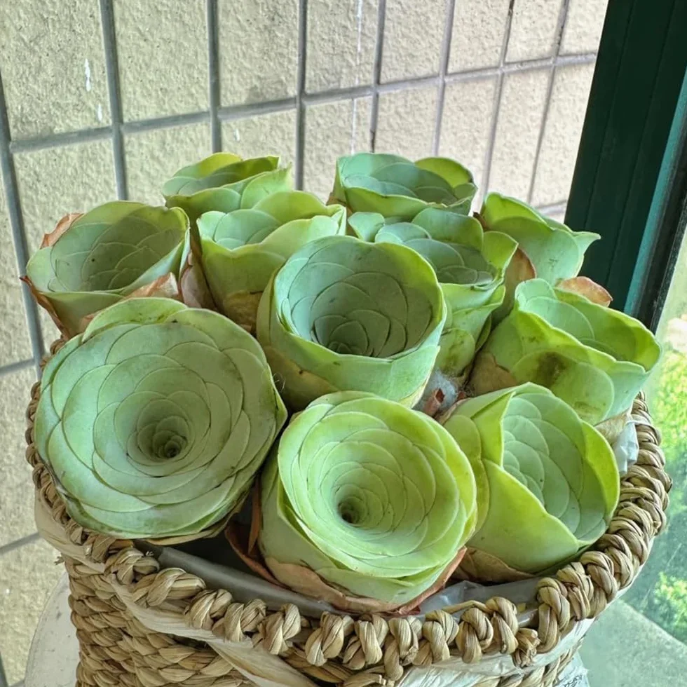 Semillas de suculentas, variedades antiguas, raras, semillas para invernadero y balcón 160pcs