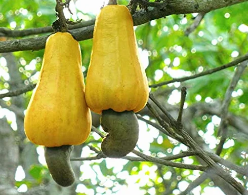 Aamish 5 uds.ÁRBOL DE ANACARDO