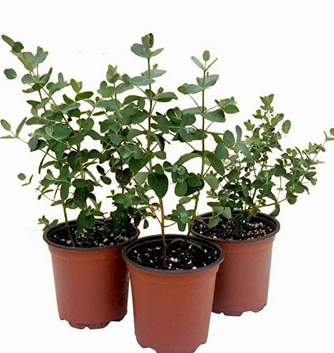 Eucalipto Dollar Plateado - Pack de 3 Plantas Naturales