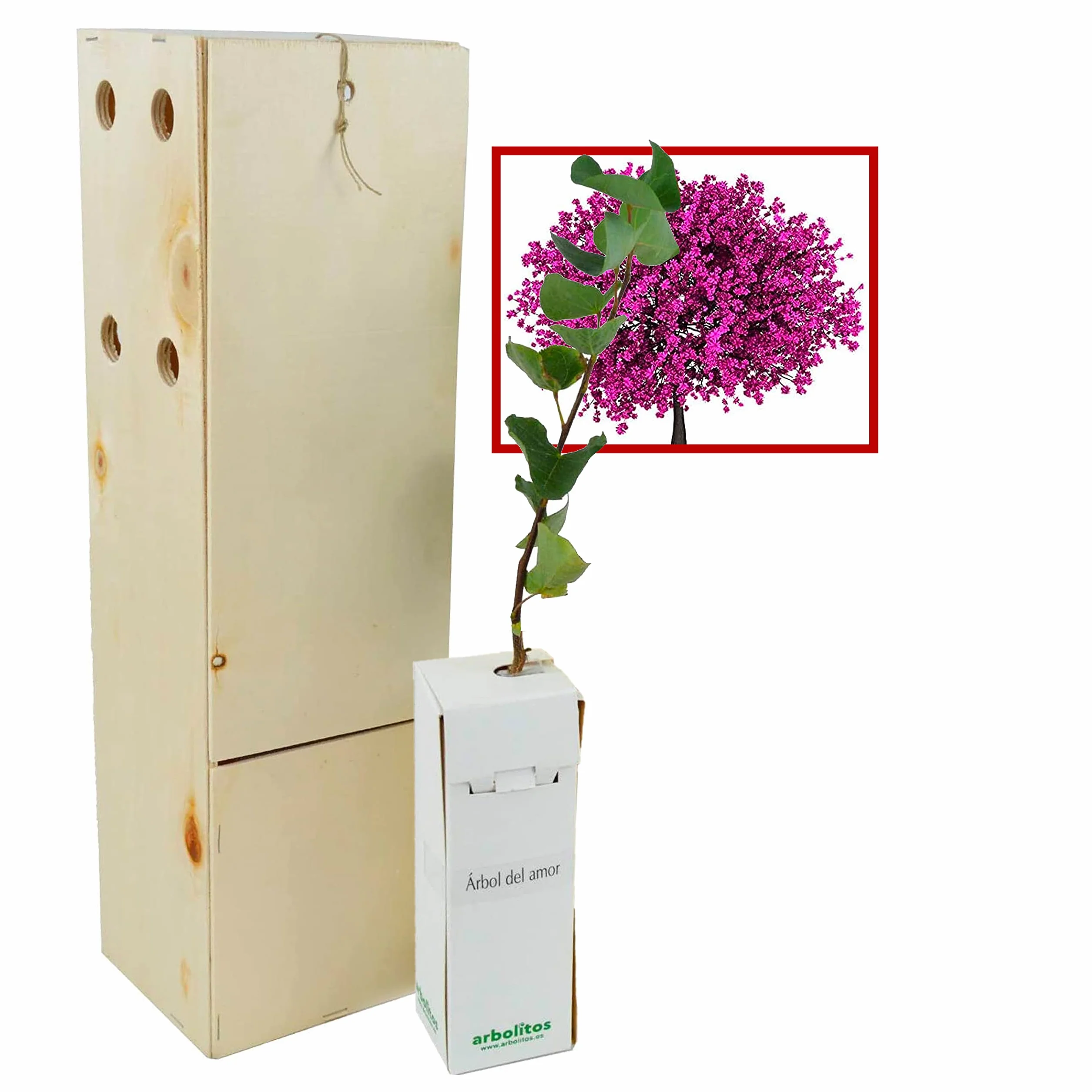 ÁRBOL del Amor de pequeño tamaño en Caja de Madera. Alveolo Forestal (1)
