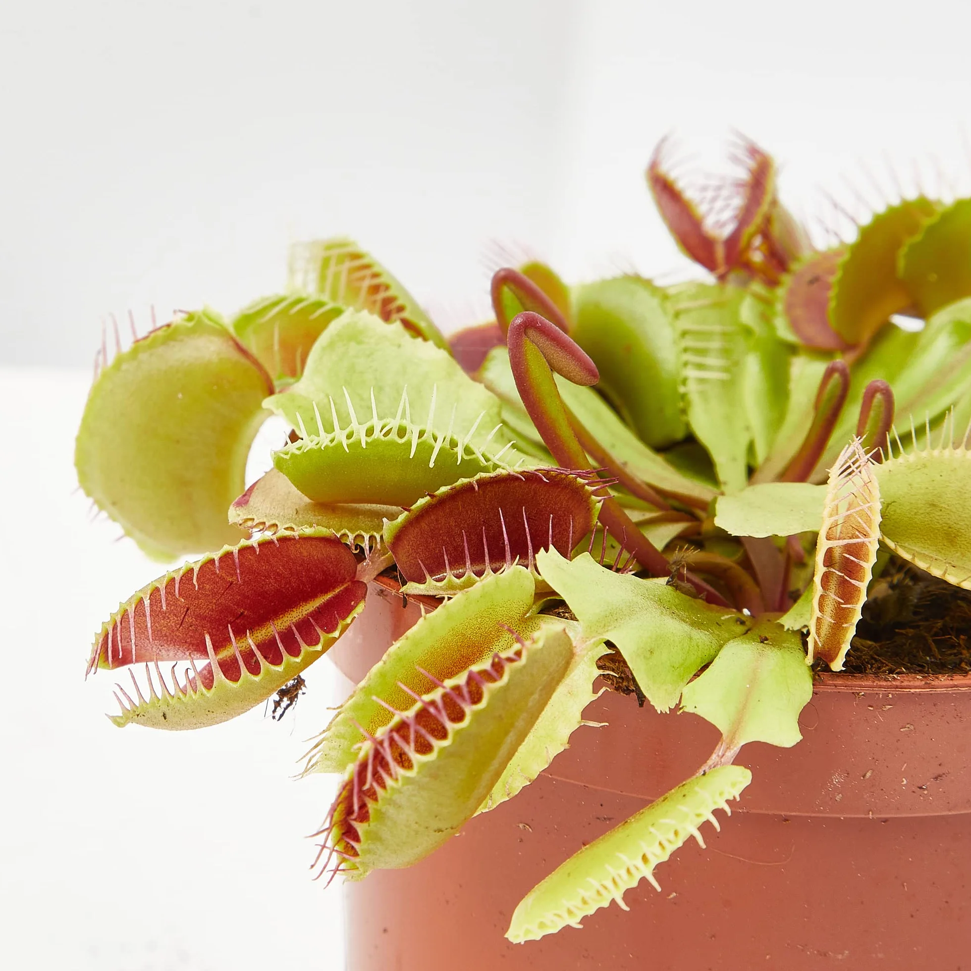 Verdecora Planta Carnívora Dionaea Muscipula + Abono Hidratante Plantas Carnívoras | Venus Atrapamoscas | Planta Insectívora de interior (Maceta Ø9cm)