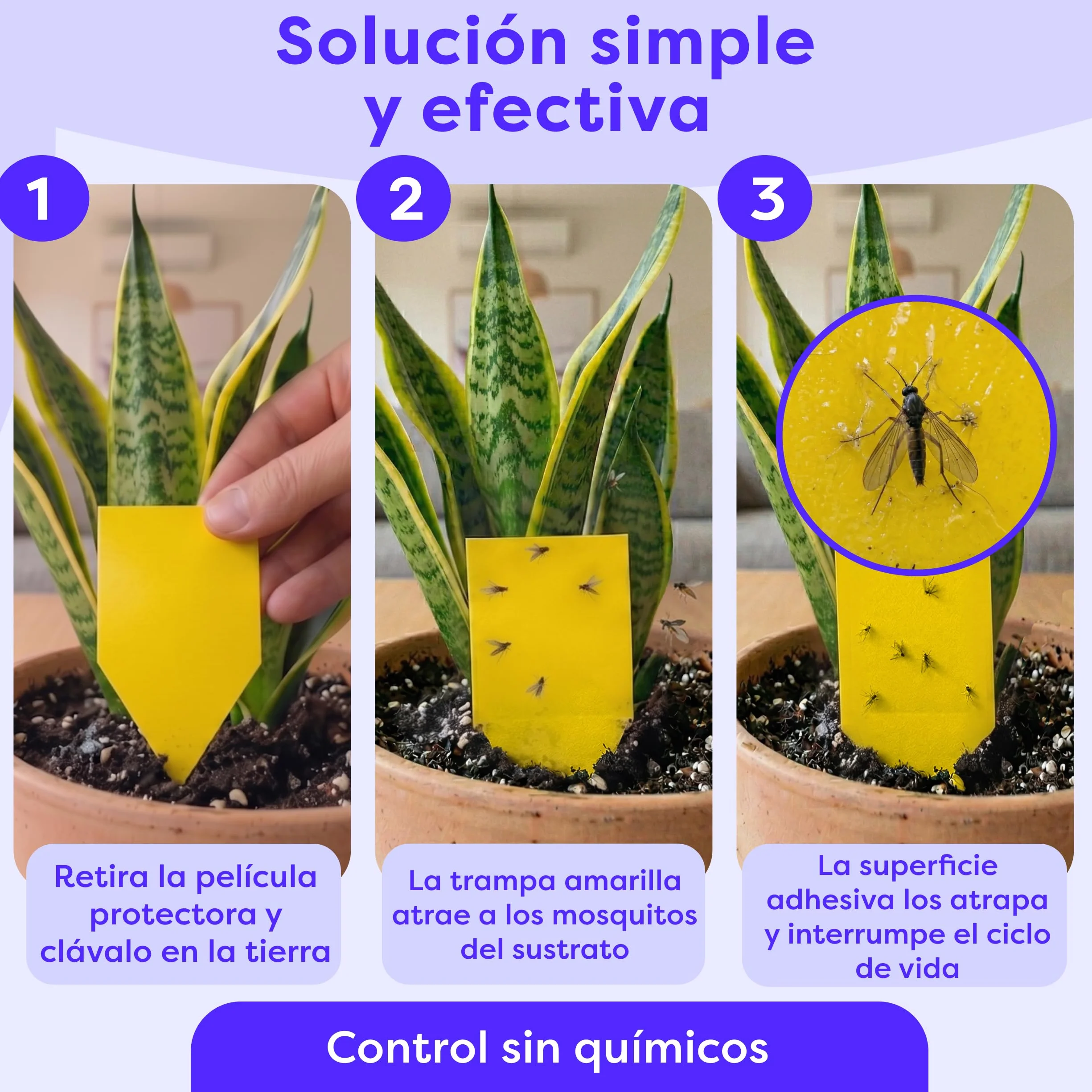 Wolkenfeld Trampa Moscas Plantas 60 Piezas Pegatinas – Trampas Amarillas para Insectos, Atrapa Mosquitos Adhesivo Doble Cara, Sin Insecticida – Interior, Macetas y Invernadero – Made in Germany