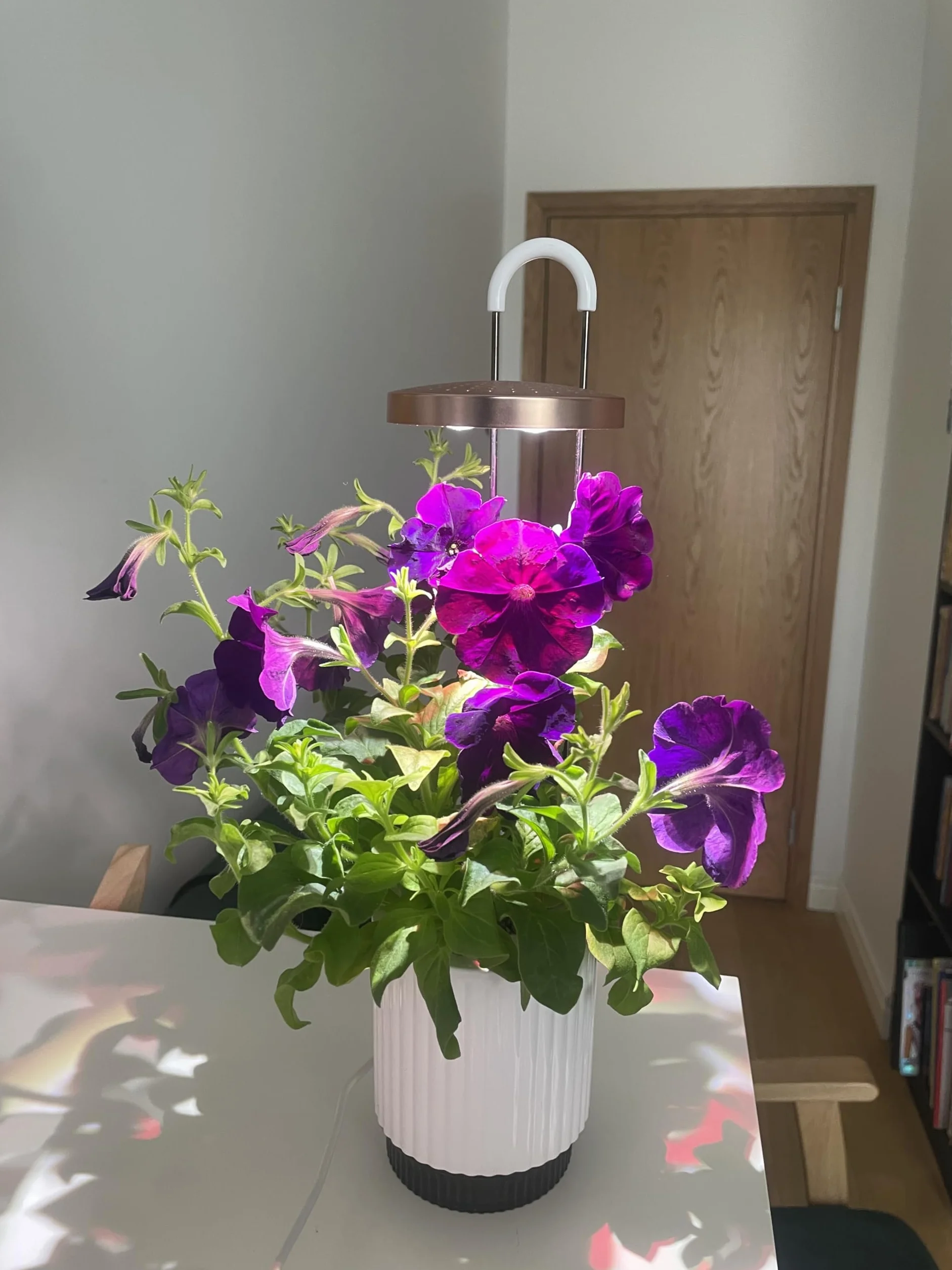 Mini Huerto Inteligente con Cápsulas de Petunia Click & Grow, Hydrovase Smart Garden, Kit de Cultivo Interior con Luz de Crecimiento LED y Autorriego