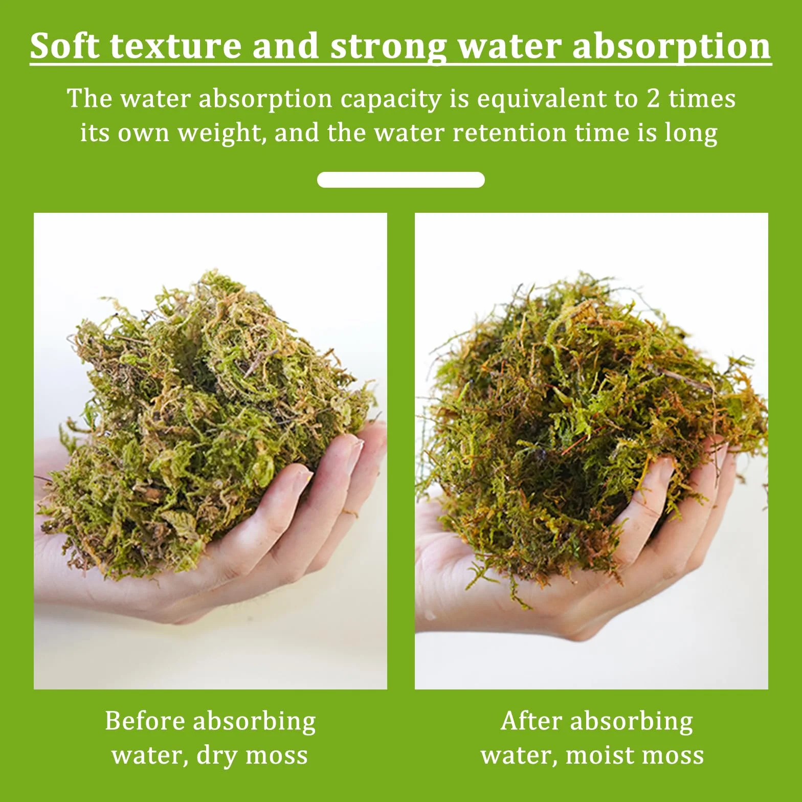 Musgo Natural Seco 200g | Musgo Sphagnum para Plantas, Orquídeas y Terrarios | Sustrato Natural para Bonsáis, Reptiles y Decoración de Jardín