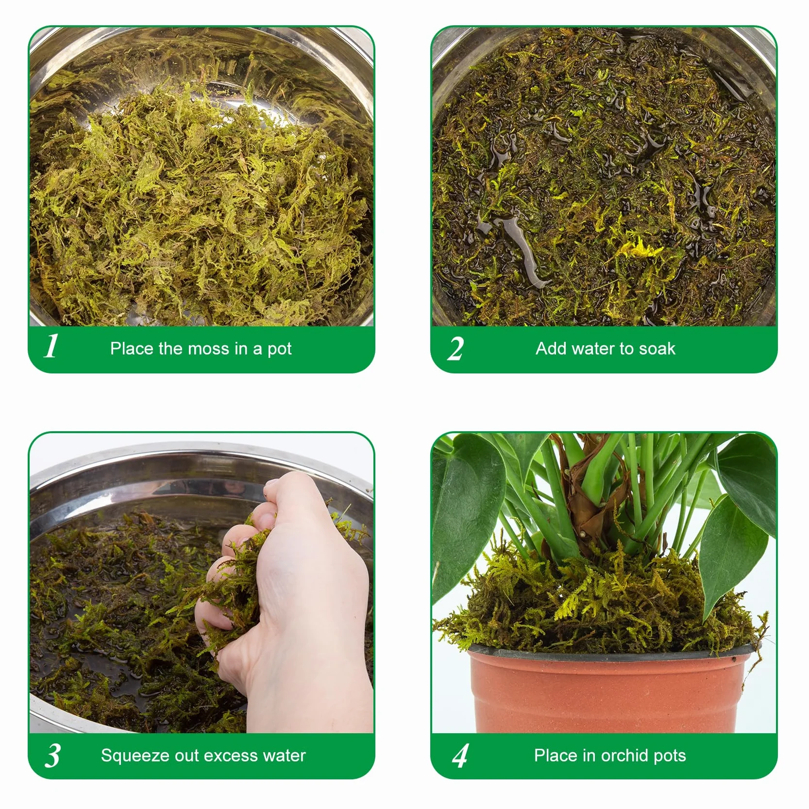 200g Musgo Sphagnum Orquideas, Sphagnum Moss para Plantas, Musgo Sustrato Orquideas con 5 Tutores para Plantas 10 Pinzas de Plantas 6 Trampas Moscas y 1 Paletas para Orquídeas Bonsai Jardín