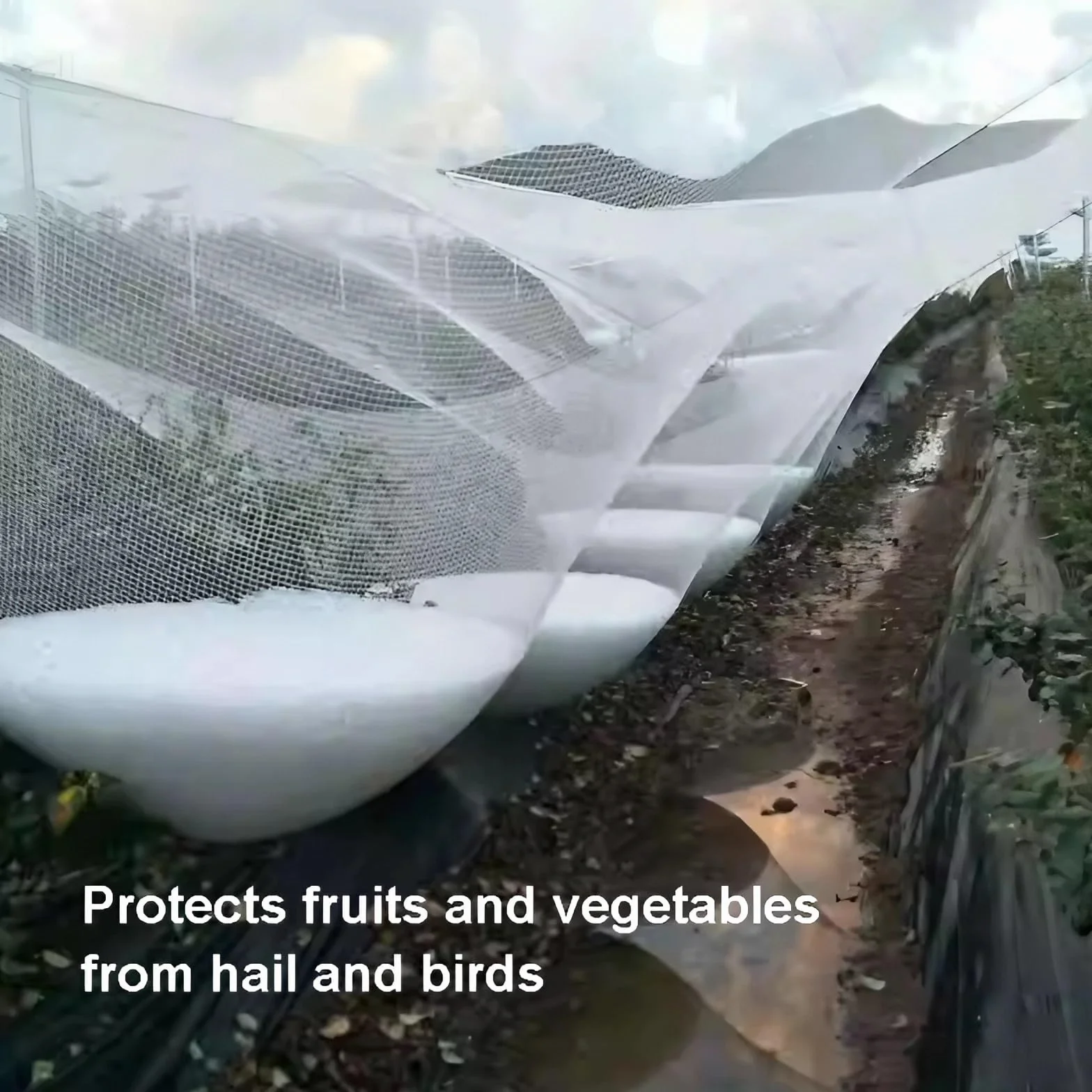 Malla antigranizo Resistente a los Rayos UV, Malla de 5 mm, protección contra Aves para Jardines, huertos y protección de Plantas, 3x10 m.