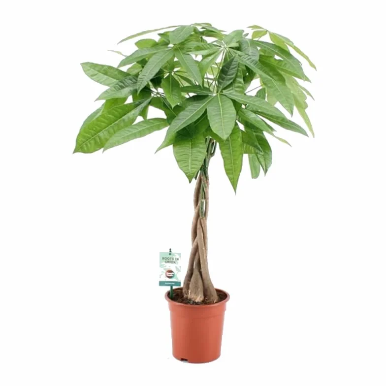 Pachira acuática Natural Planta de Interior Fácil de Mantener