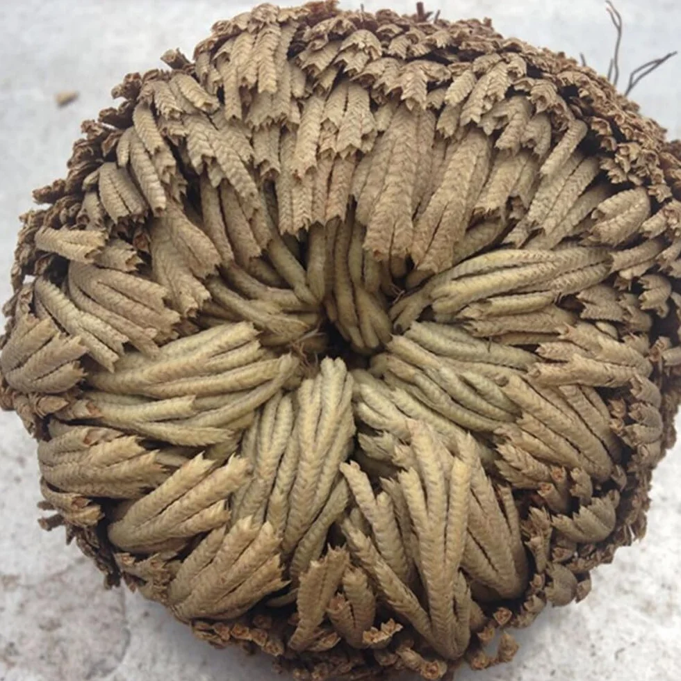 Rosa De Resurrección Aire De Helecho Spike Moss Live - Selaginella Lepidophylla Rosa Seca para Limpiar Suerte Y Prosperidad