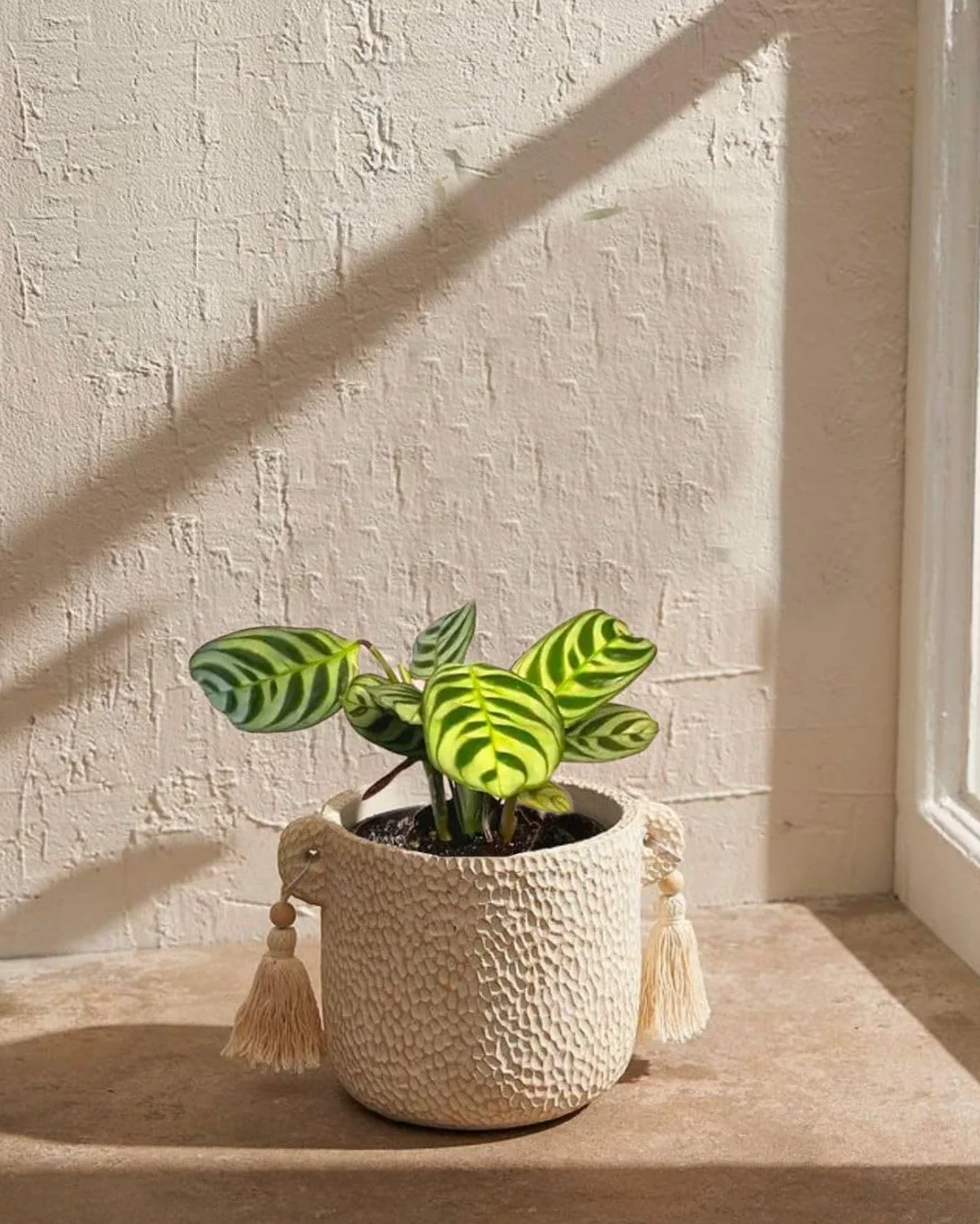 PUR PLANT Maranta amabilis | Planta natural de interior pet friendly | Tropical, compacta y decorativa | Hojas verdes con vetas plateadas | Maceta de Ø5 cm