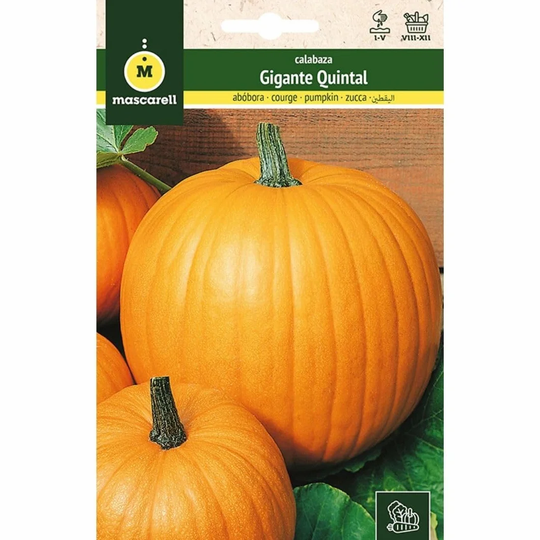 Mascarell Semillas, CALABAZA, Semillas Huerto, CALABAZA GIGANTE QUINTAL, Crea tu Propio Huerto Urbano y Cultivo en Casa, Plantas Hortícolas, 3 Gramos