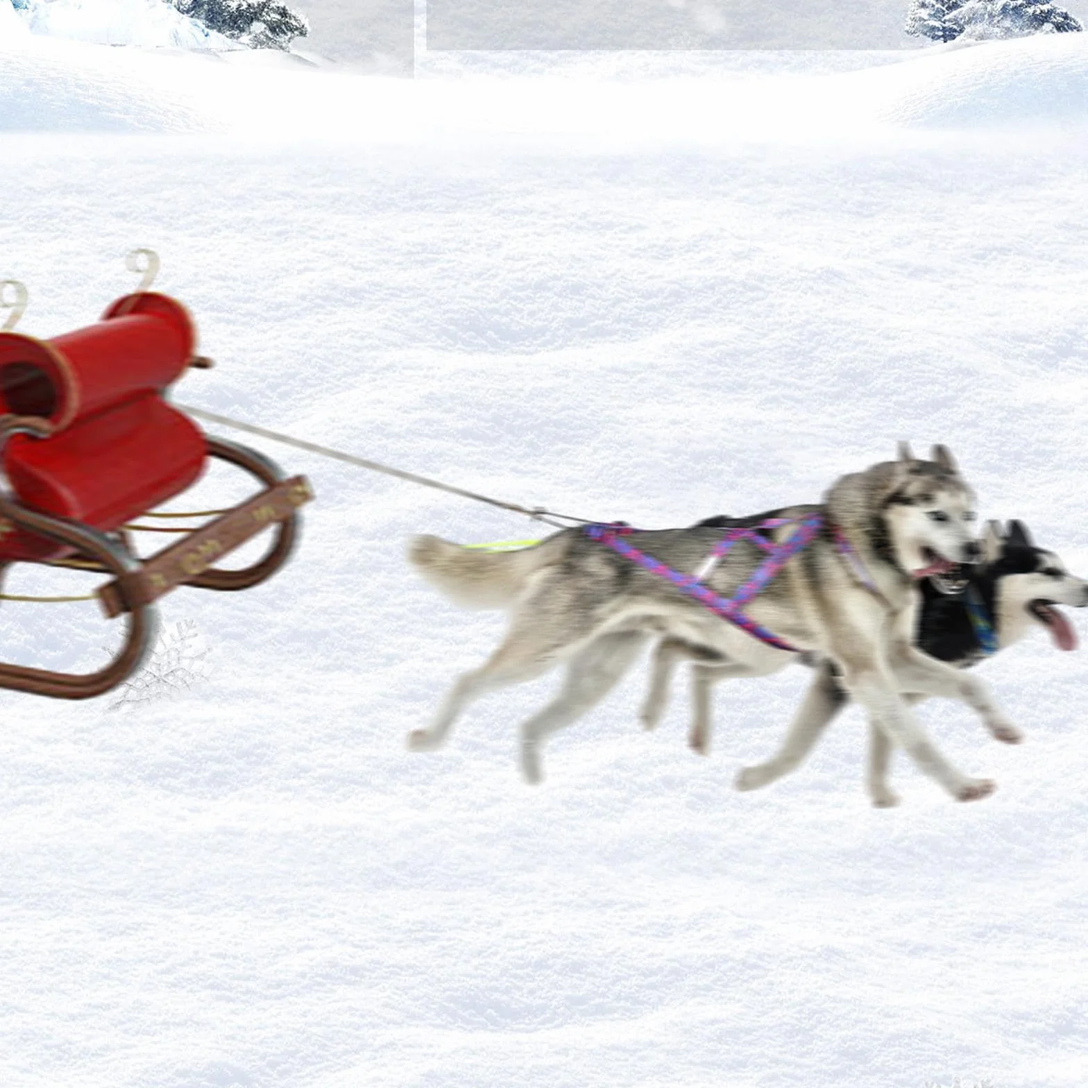 Arnés para Correr para Perros Bikejoring Skijoring L Azul