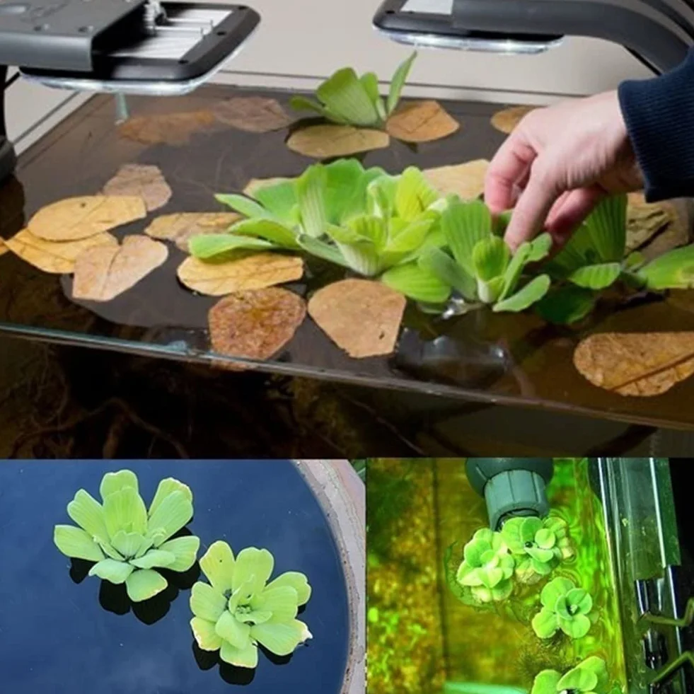 Haloppe 50 Unids Dichondra Pistia Plantas Semillas para la Plantación de Jardín en Casa, Dichondra Pistia Semillas Jardín Estanque Planta Piscina Acuario Tanque Decoración Semillas de pistia