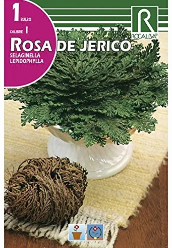 BULBO ROSA DE JERICÓ - 1 UD