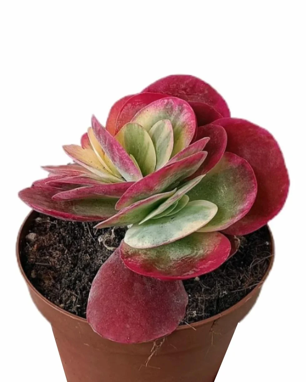 Planta Crasa Kalanchoe Thyrsiflora Variegata, en maceta de 13 cm. Planta de las orejas de burro. Suculenta con hojas gruesas y bordes rojos y cremosos. Segura Garden.