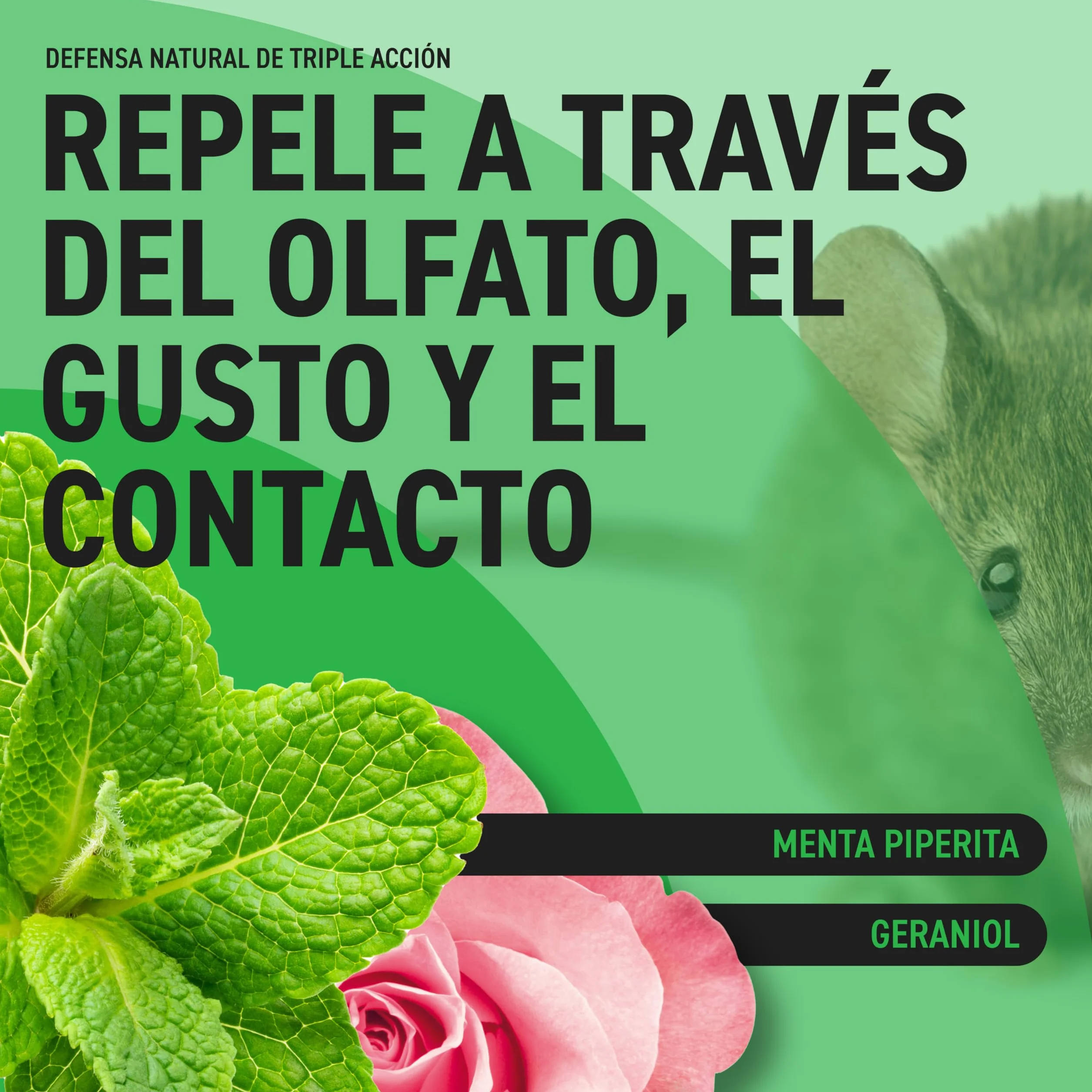 RepellShield® Repelente Ratas y Ratones - Anti Roedores Natural para Coche y Hogar -250ml- No Mancha, Uso Interior y Exterior - Aceite de Menta - Ahuyentador de Ratas Seguro para Niños y Mascotas