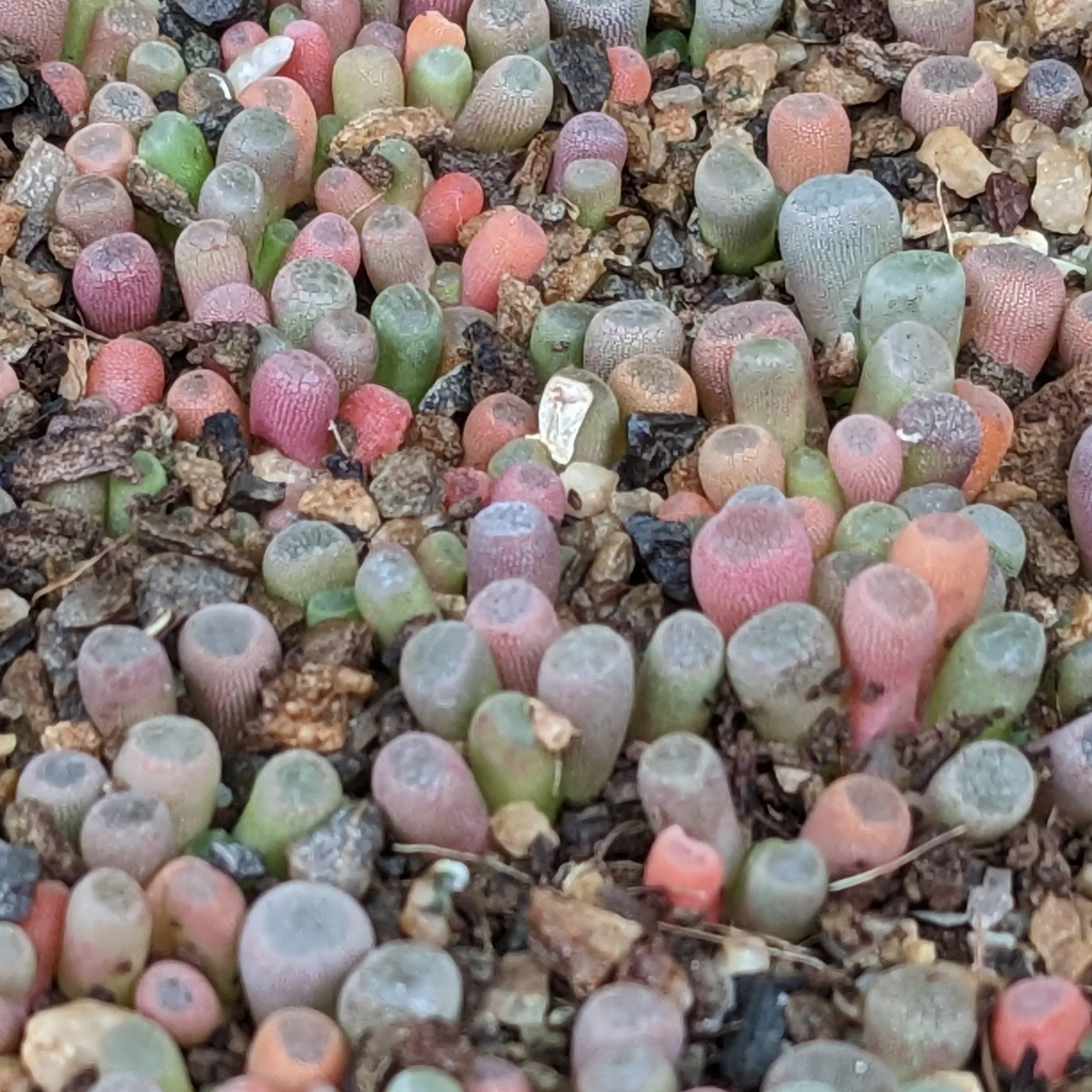 SUNNYPLANTS - Frithia Pulchra - Dedos de Bebé, Plantas Lithops, Suculentas de Piedra Viva, Piedras Vivas, Planta de Piedra