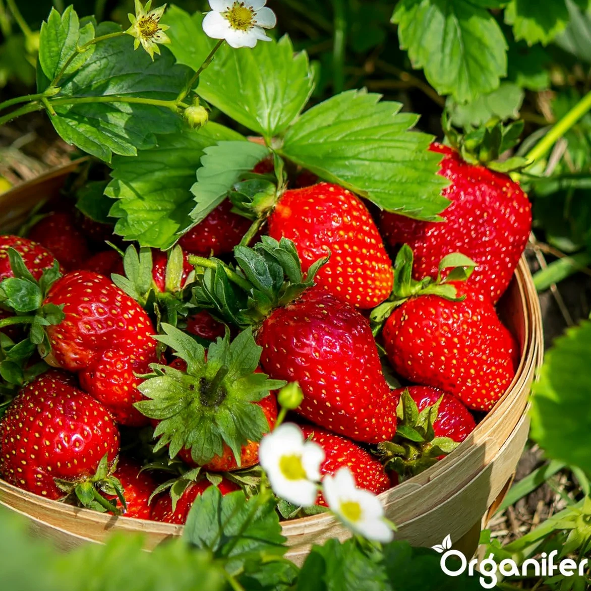 Virutas De Cuerno 1-6 Mm - 20 Kg Para 200 M² - Fertilizante Orgánico Nitrogenado Para Hortalizas, Frutas, Césped Y Plantas Ornamentales - Fertilización A Largo Plazo, Mejora Del Suelo - Organifer