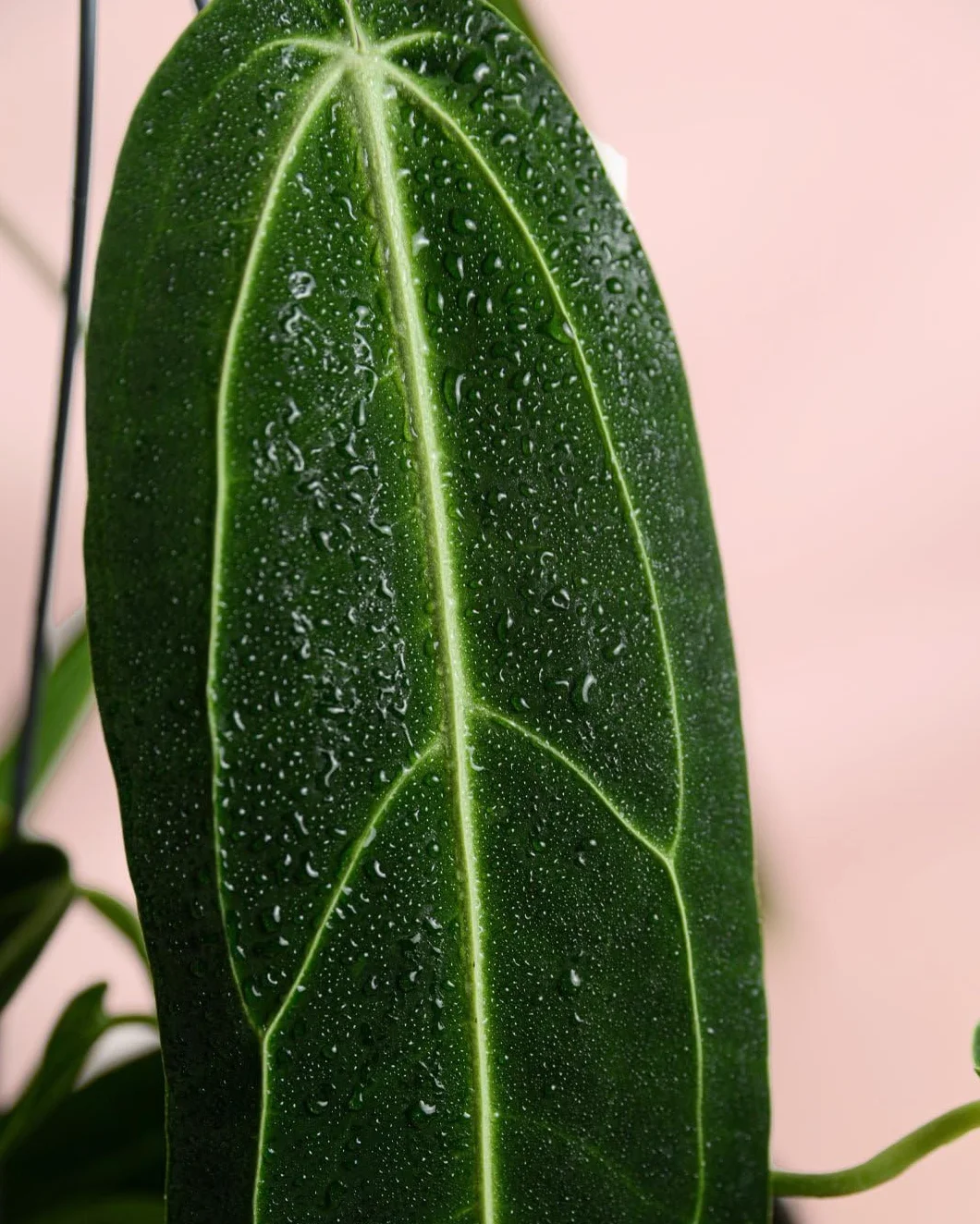 Anthurium Warocqueanum | Plantas Naturales Interior | Pur Plant