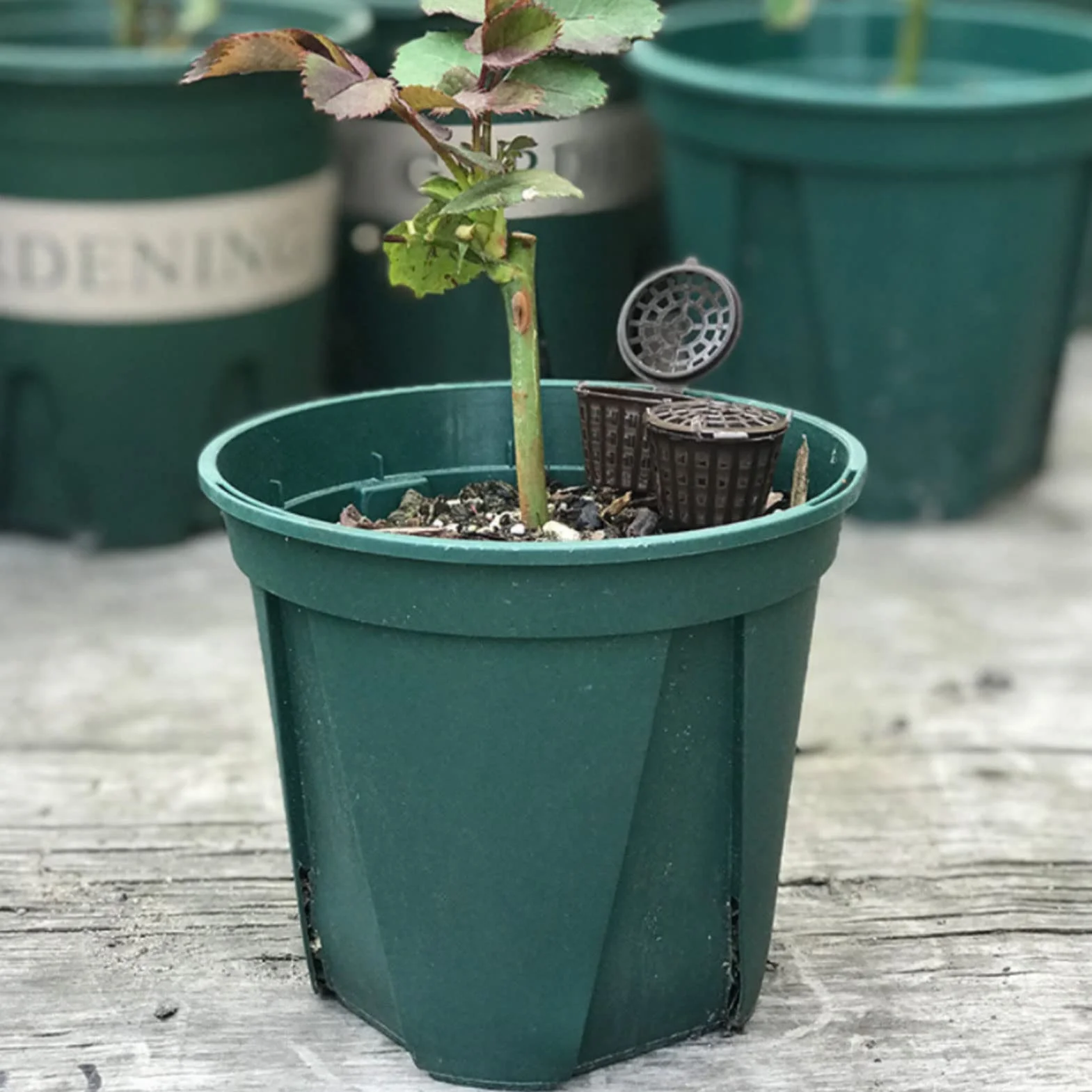50 Piezas Cesta de Fertilizantes BonsáIs de PláStico, Cesta de Fertilizante PortáTil con Tapa Cultivo Fertilizante Caja de Contenedores Herramienta de Bonsai PortáTil para Flor de Planta
