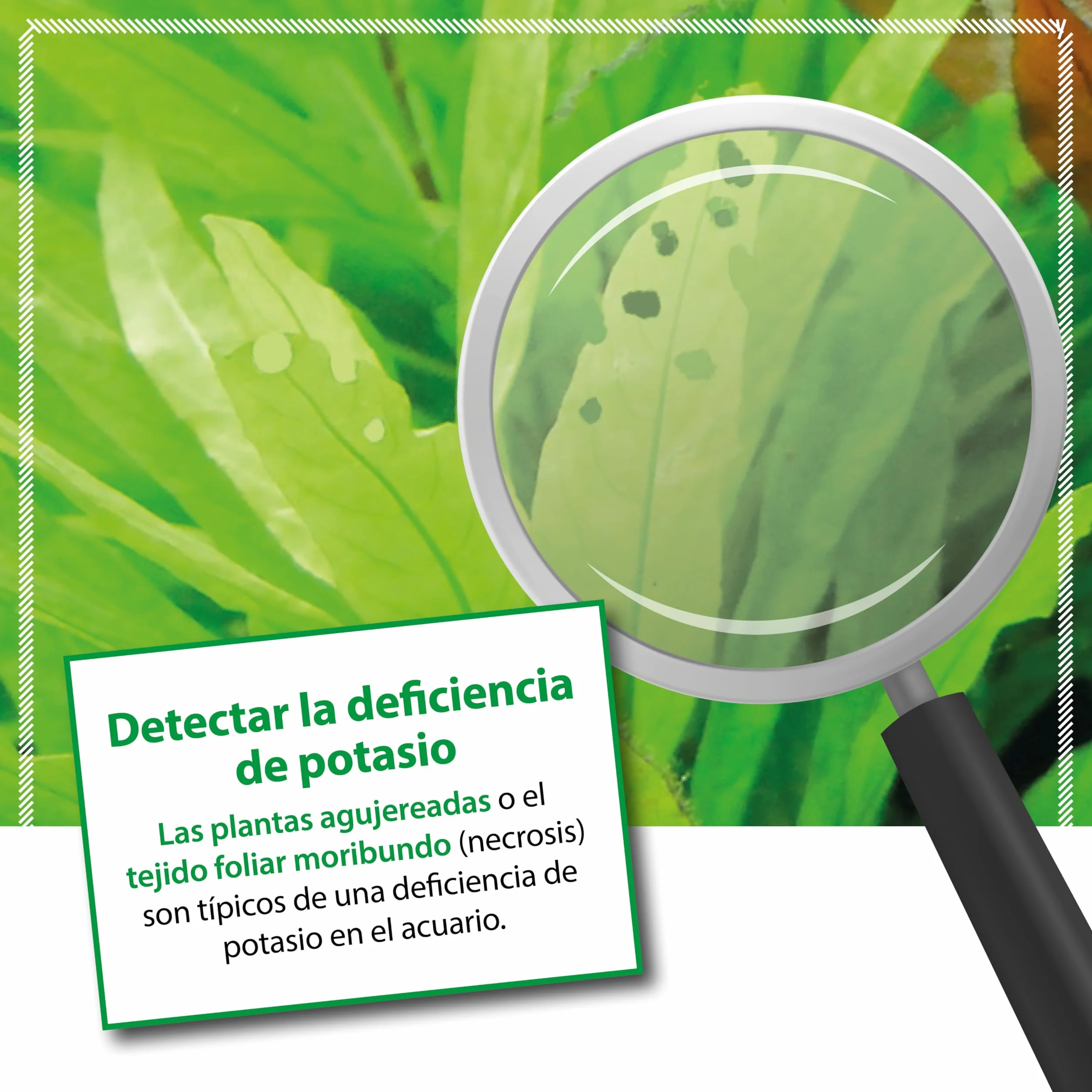 ARKA Plants K – Fertilizante líquido de potasio para Plantas de Acuario, Altamente Concentrado, Transparent