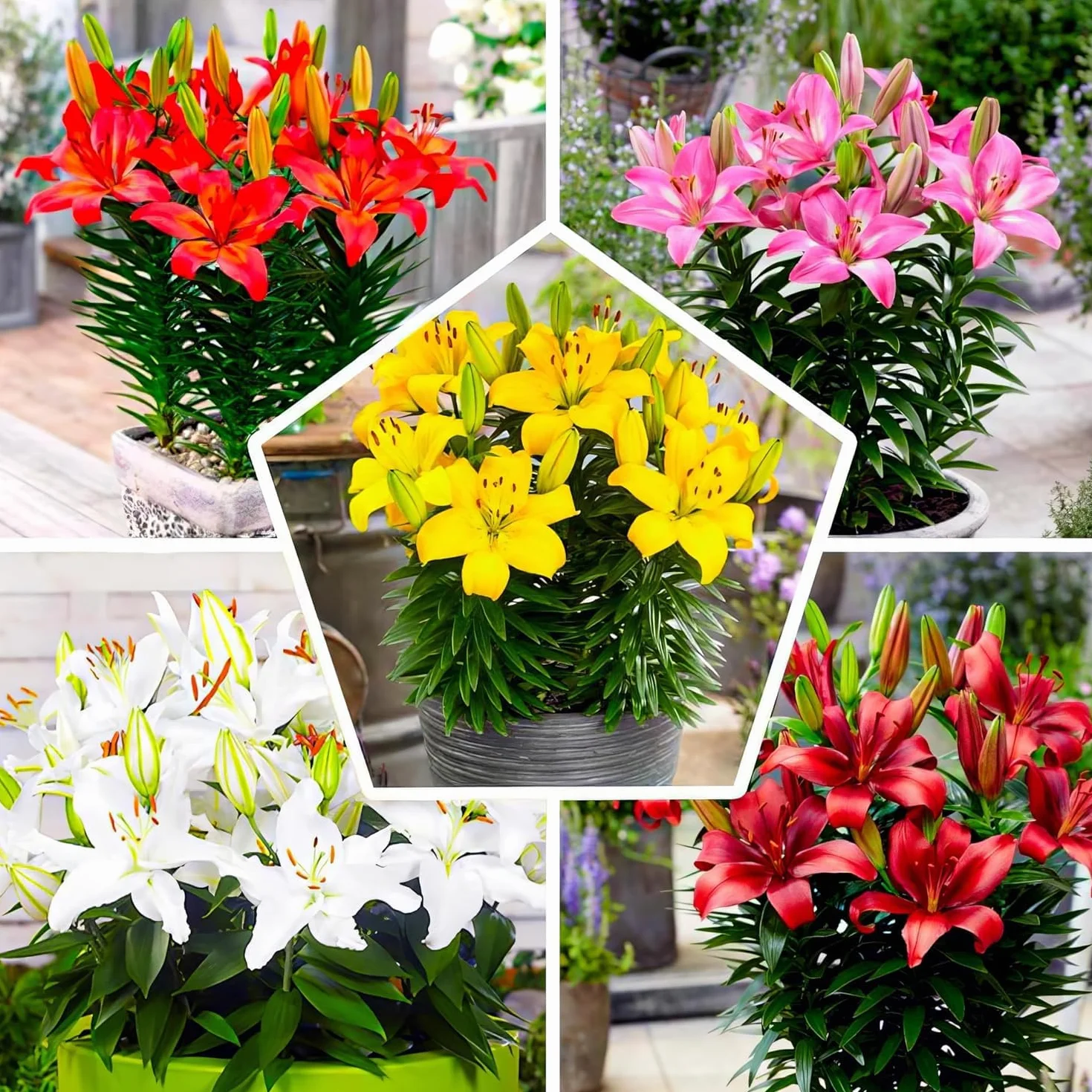 Colección de 15 bulbos de lirio de jardín Matrix, mezcla de 5 variedades, 3 de cada color, bulbos de flores perennes y resistentes al invierno, mezcla de Holanda para jardín y maceta