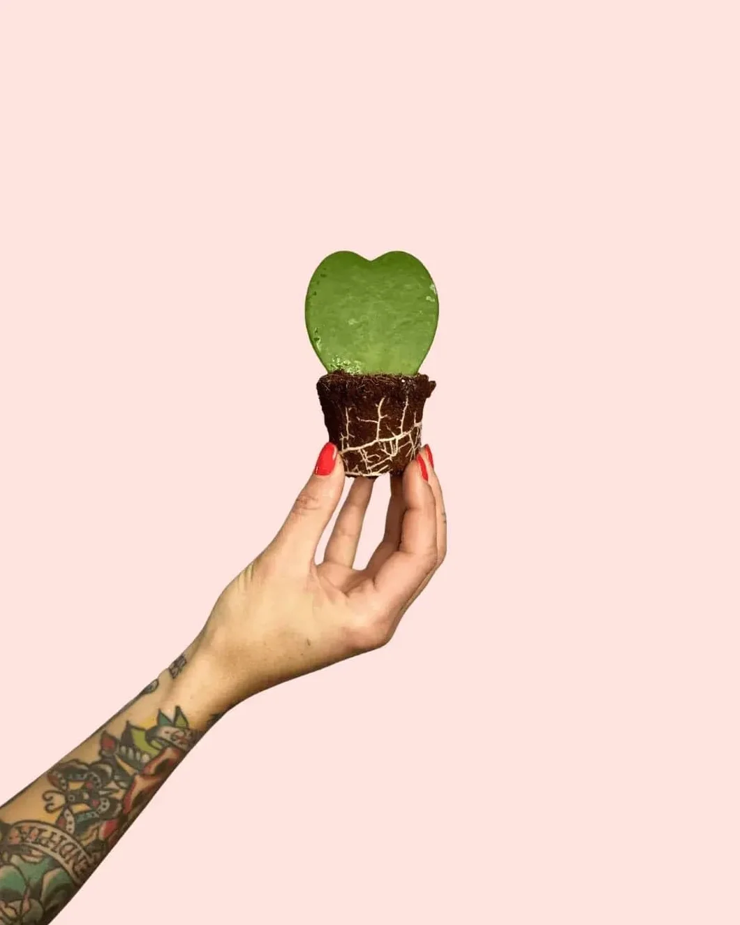 PUR PLANT Hoya Kerrii Mini | Planta Corazón Natural Pet Friendly | Planta de Interior Decorativa | Maceta de Ø6 cm