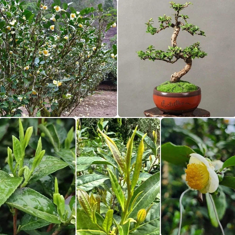 Semillas de té verde, semillas de té, arbustos en de té Camellia sinensis, semillas exóticas en resistentes al aire libre resistentes 35pcs