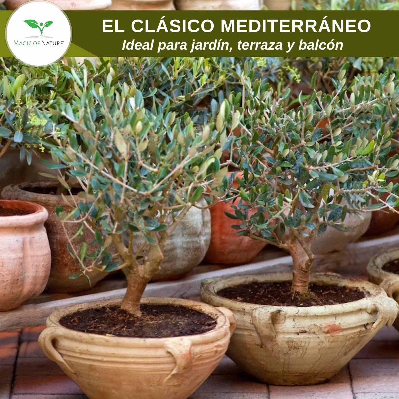 Magic of Nature Semillas de Olivo - 10 Ud. Olea europaea Olivo Mediterráneo para Jardín Balcón & Bonsái - Huesos de Árbol de Aceite Reales