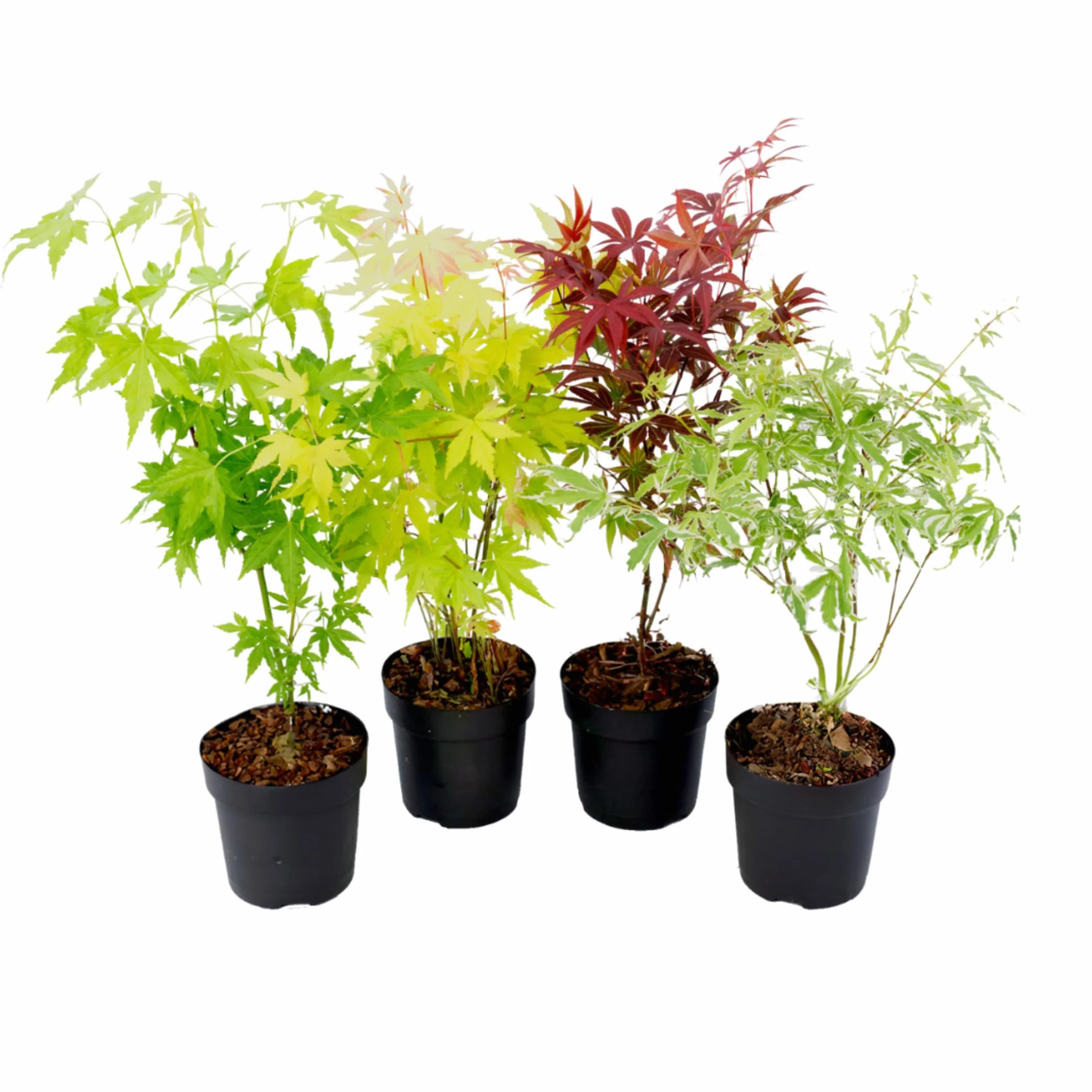 Plant in a Box - Arces japoneses resistentes al invierno - Set de 4 - Acer palmatum 'Atropurpureum', 'Going Green', 'Orange Dream', 'Butterfly' - Maceta 10,5cm - Altura 25-40cm