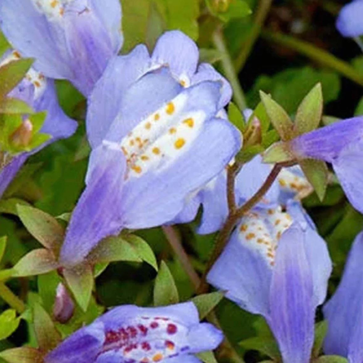 Bloomique - Mazus reptans - Plantas de estanque - Acuáticas - Resistente al frío - Altura 10-20 cm - Maceta 9 cm