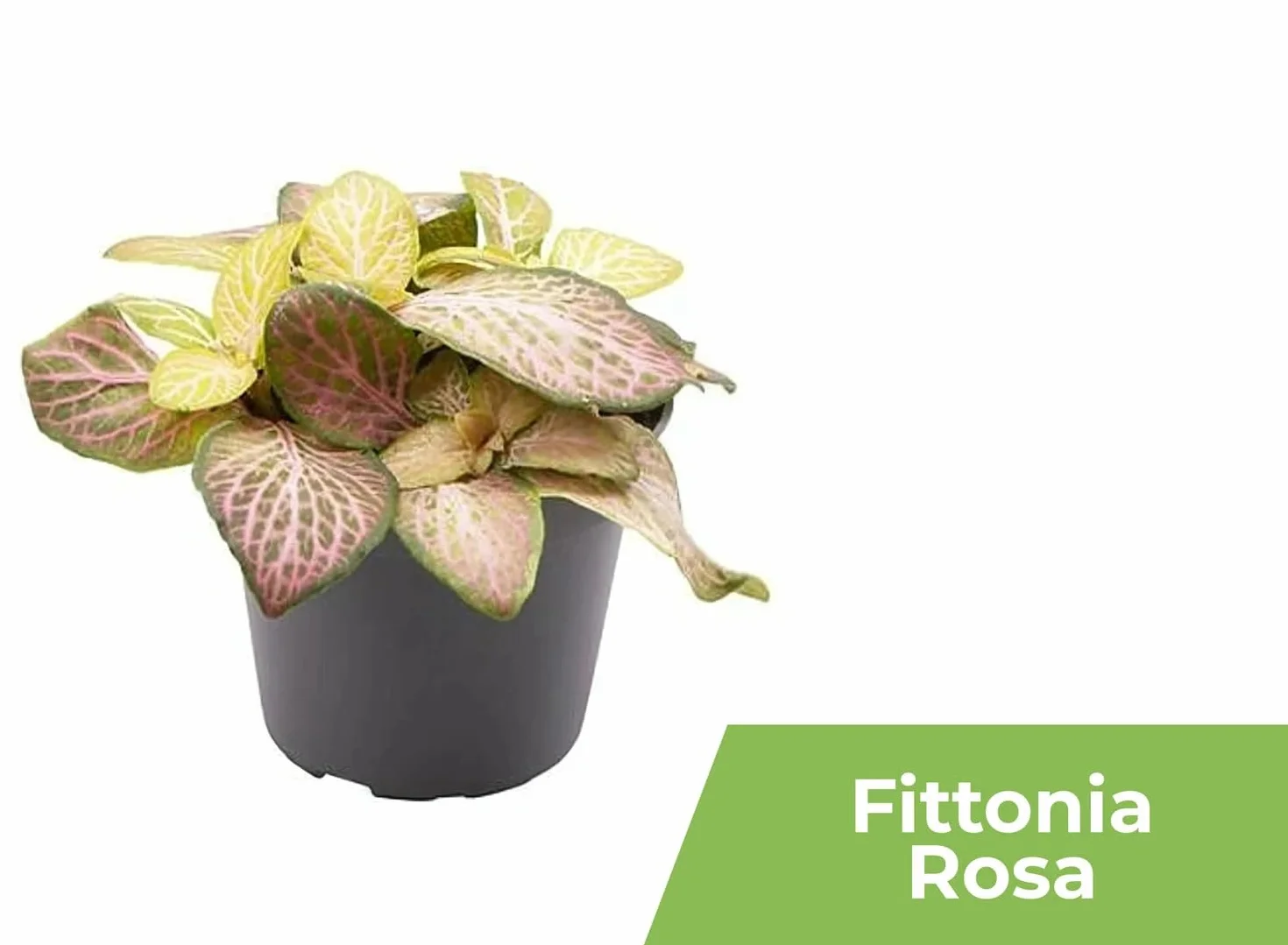 Garden Center shop | Pack ahorro 10 Plantas de Interior Variadas |Purificadoras de Aire | Decorativas y de Bajo Mantenimiento | Ideal para Hogar u Oficina | Plantas Naturales Vivas