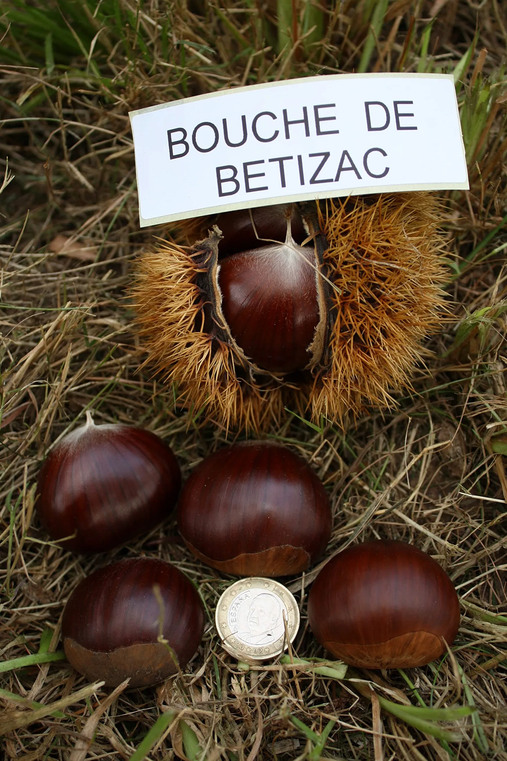 HIFAS- Árbol Frutal castaño. Pack de 4 árboles. Produce castañas grandes y setas (Boletus edulis). Altura 1-1,20m. Macetas de 3,5 litros. Variedad Bouche de betizac, injertado sobre castaño híbrido.