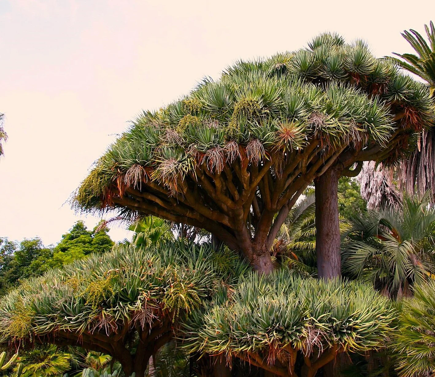 6 Semillas de Drago de Canarias (Dracaena draco), Árbol Milenario
