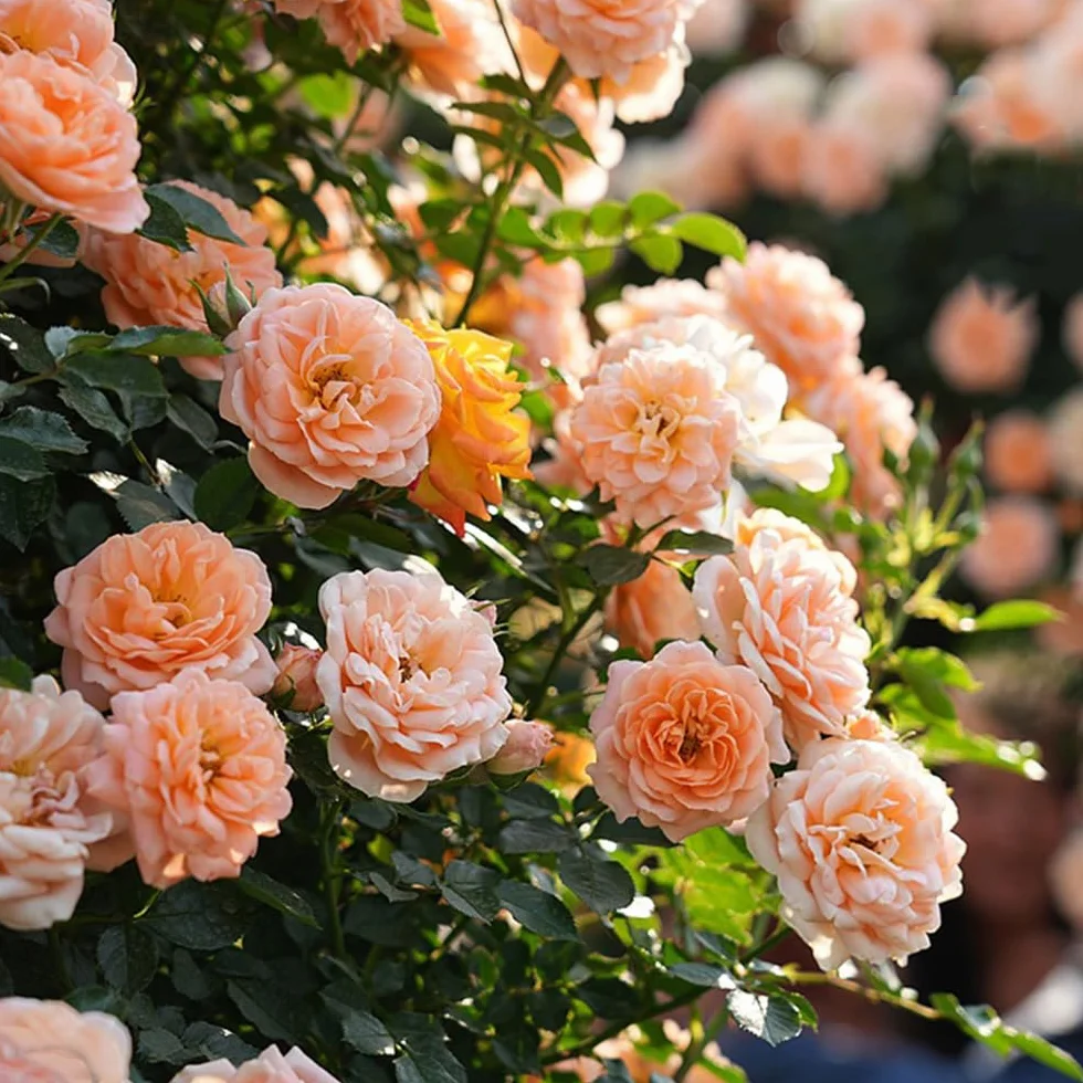 200+ Rosas Trepadoras De Colores Variados Para Decoración De Jardines, Balcones y Jardinería Vertical, Resistentes Al Frío, Perennes, Rosas Trepadoras Sin Espinas