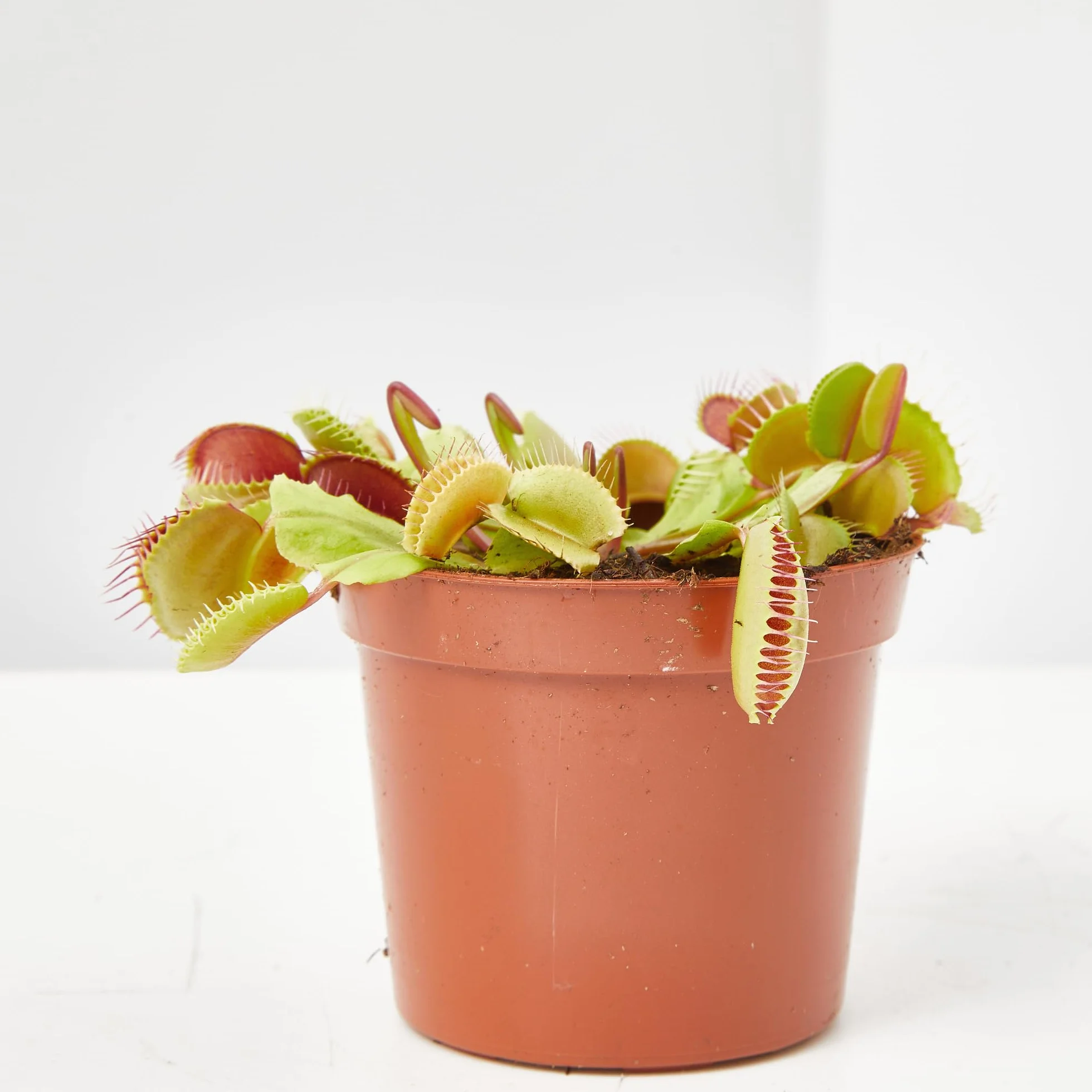 Verdecora Planta Carnívora Dionaea Muscipula + Abono Hidratante Plantas Carnívoras | Venus Atrapamoscas | Planta Insectívora de interior (Maceta Ø9cm)