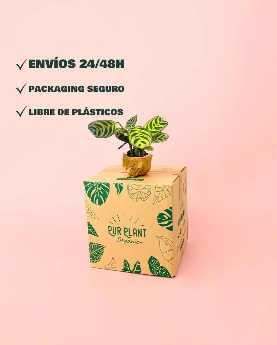 PUR PLANT Maranta amabilis | Planta natural de interior pet friendly | Tropical, compacta y decorativa | Hojas verdes con vetas plateadas | Maceta de Ø5 cm
