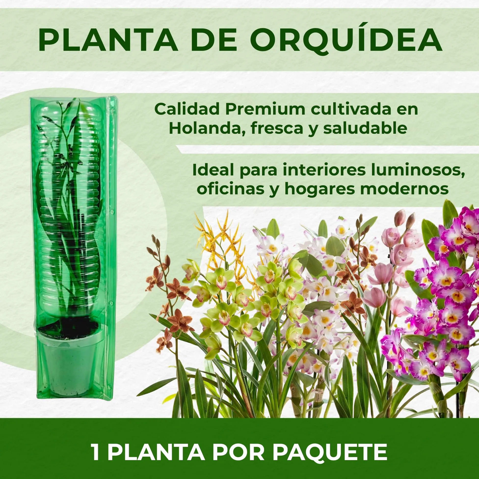 Orquídeas Wilsonara Inferno 2 plantas de interior 30-40 cm Holanda