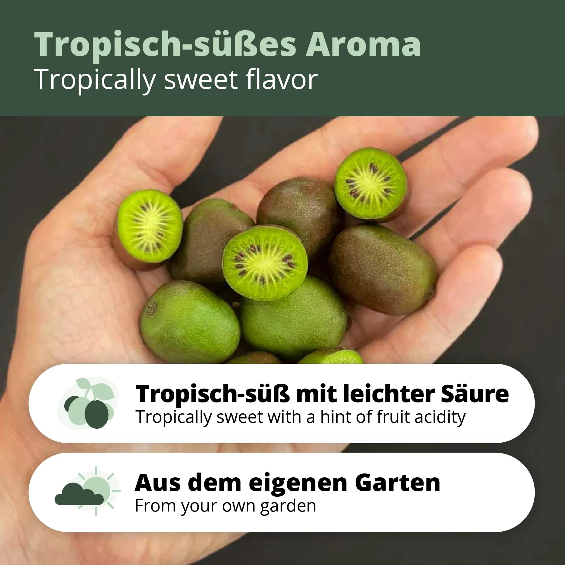 's Kiwi Trio – 3 plantas de kiwi (Actinidia arguta) – Mini kiwi – Garantía varietal directamente del cultivador