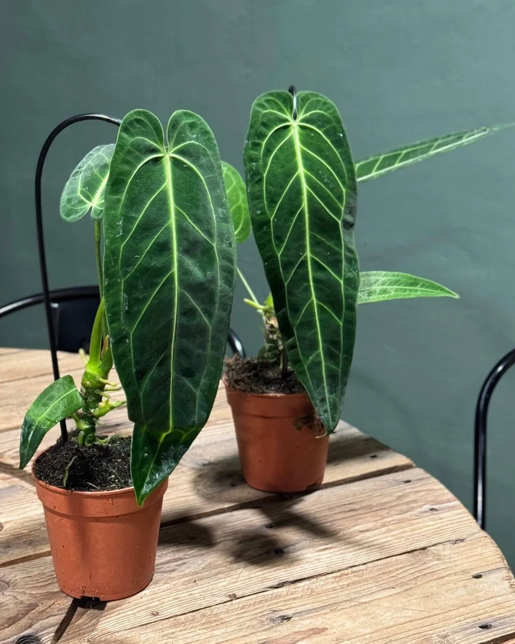 Anthurium Warocqueanum | Plantas Naturales Interior | Pur Plant