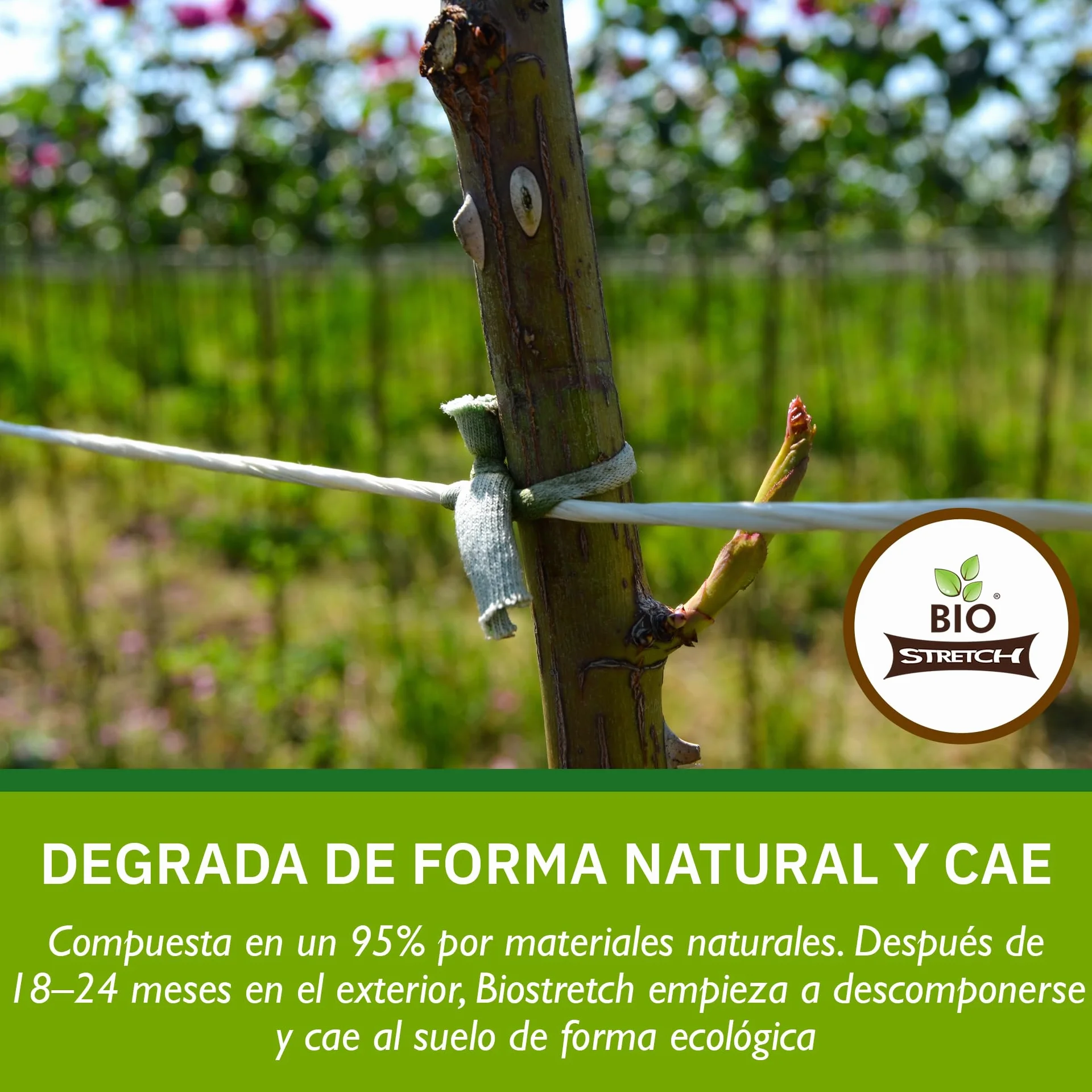 Bio-Stretch Cintas de Jardín Suaves para Plantas de Interior y Exterior – Resistentes y Elásticas, Cortables a Medida, para Plantas Trepadoras, Tomates y Jardinería en Casa (20m / Verde)