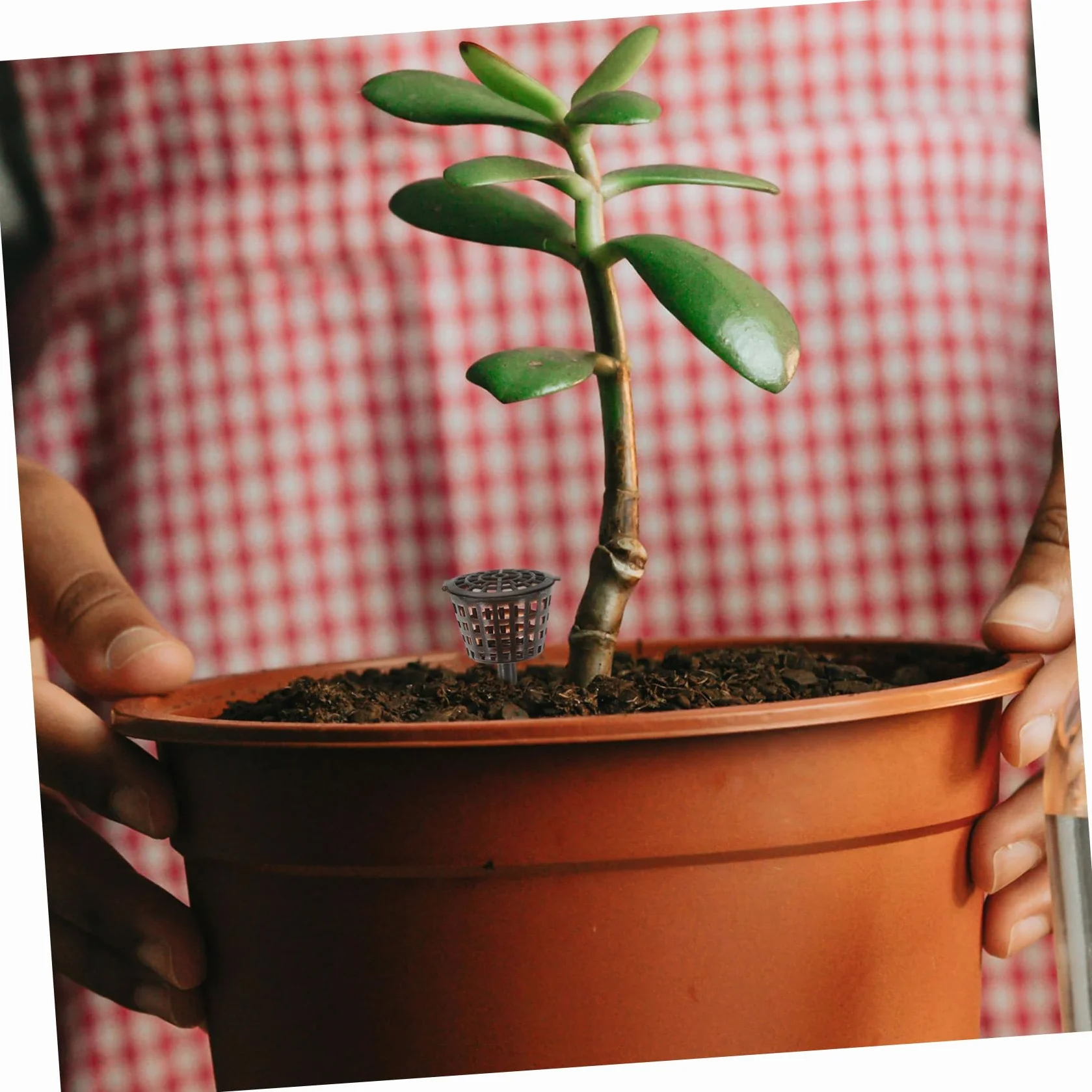 Caja De Fertilizante para Bonsái 20 Piezas con Tapa Contenedor De Abono para Plantas Pequeñas Protector contra Animales Y Viento Ideal para Orquídeas Y Jardín