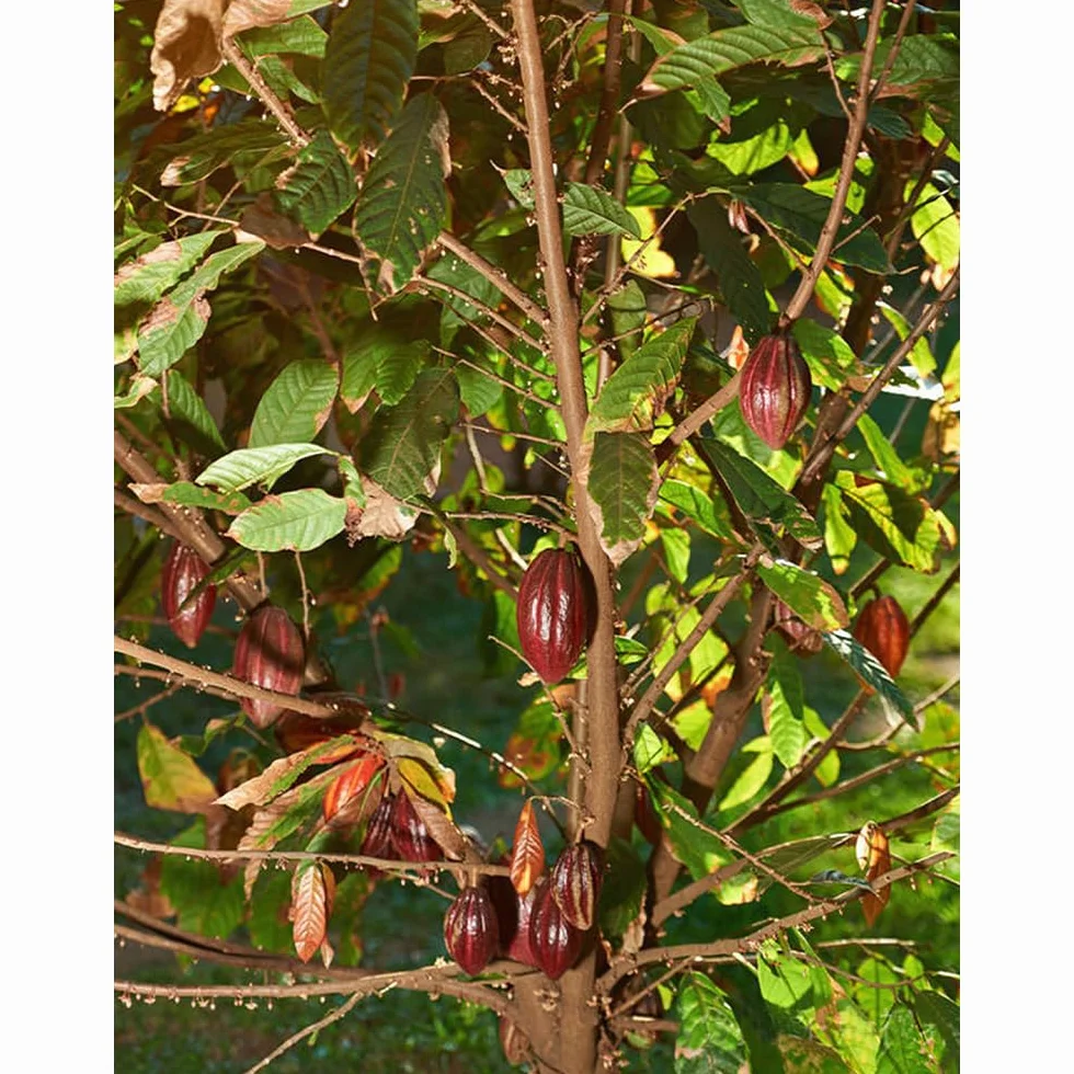 semillas del árbol del cacao, plantas reales, plantas decorativas Maceta de bonsái, de jardín, balcón resistentes Macetas, decoración jardín para exteriores. Semillas árboles, 60pcs