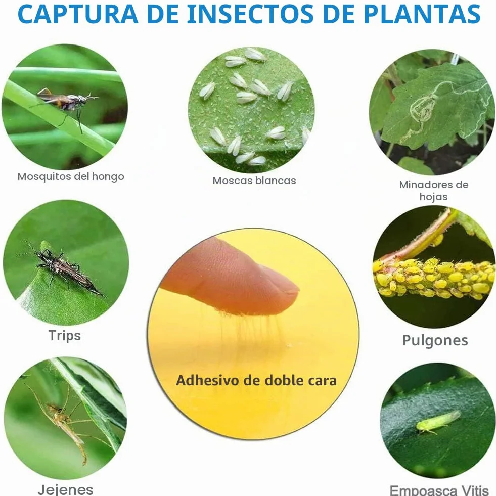 Sunshine smile 40 Piezas Trampa Moscas, Pegatinas Adhesivas de Papel de Mosca Amarillas, atrapamoscas para Plantas, Trampas de Mosca pegajosas (40-Amarillo)
