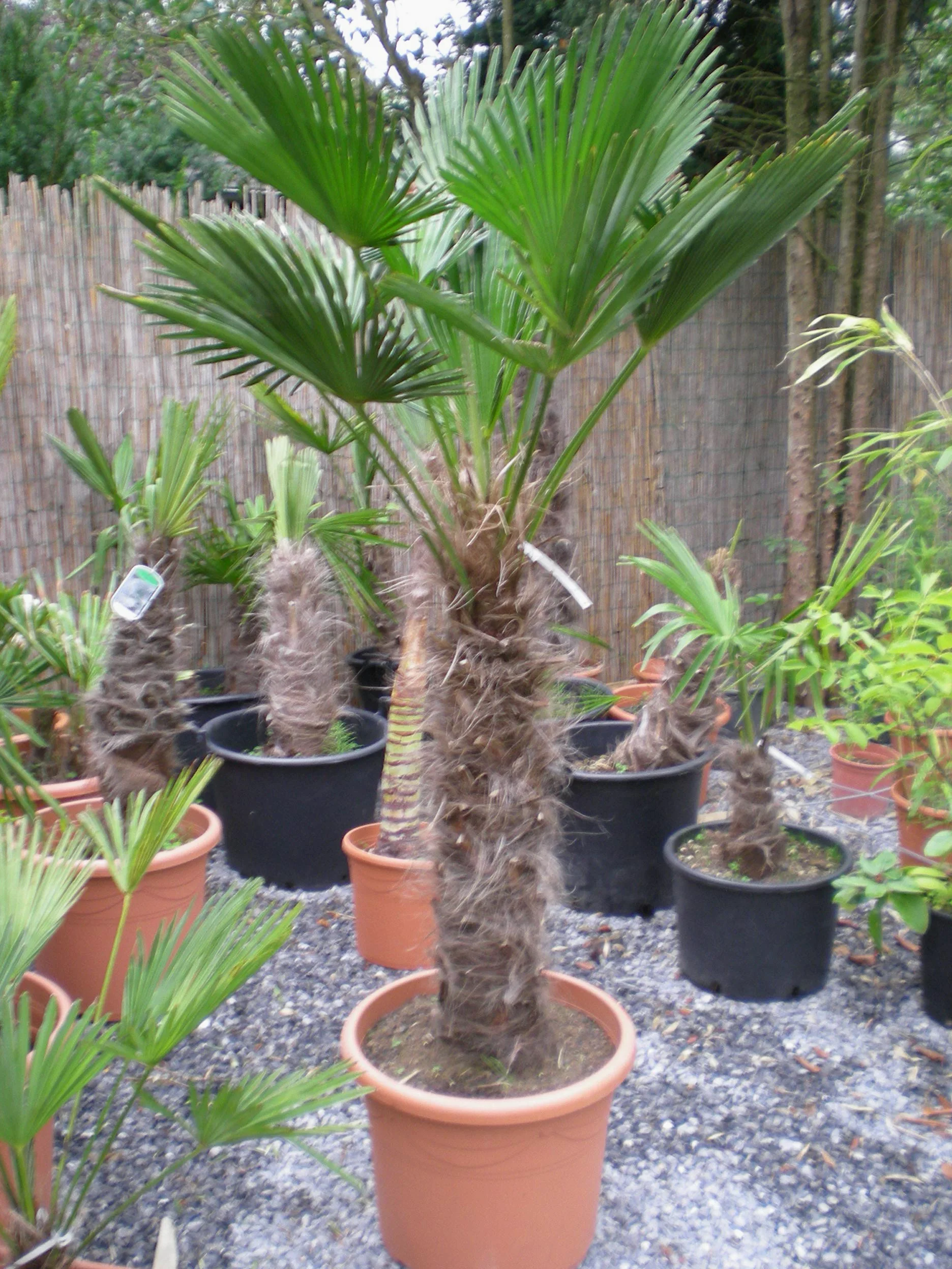 Abono para palmeras 3 kg
