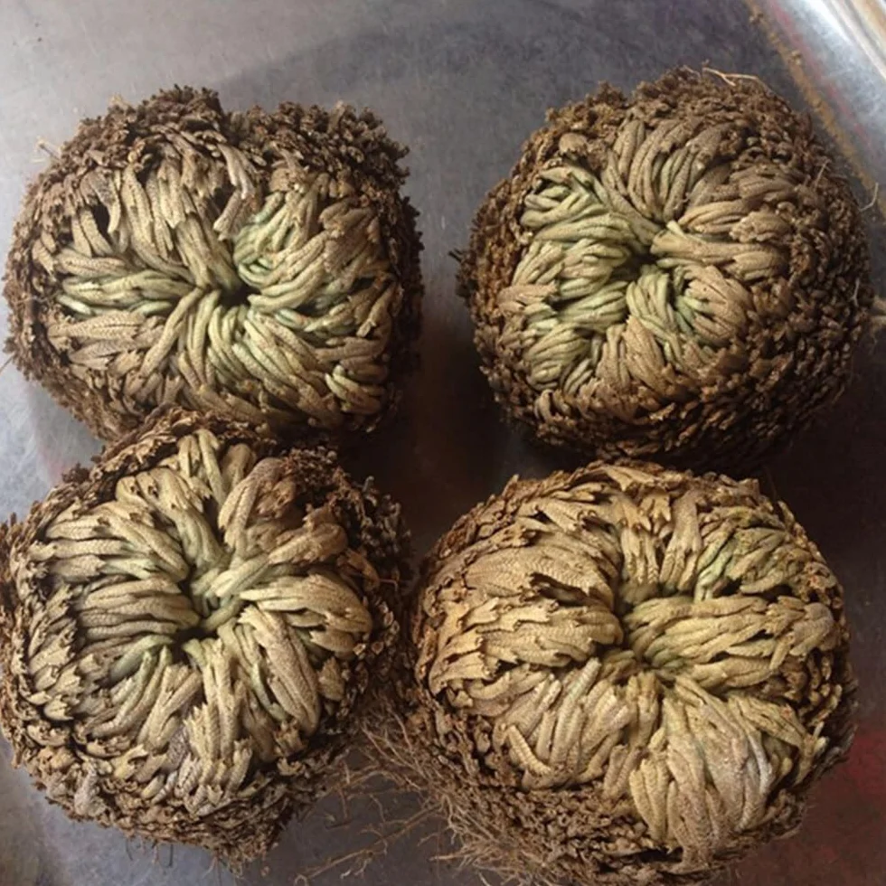 Rosa De Resurrección Aire De Helecho Spike Moss Live - Selaginella Lepidophylla Rosa Seca para Limpiar Suerte Y Prosperidad