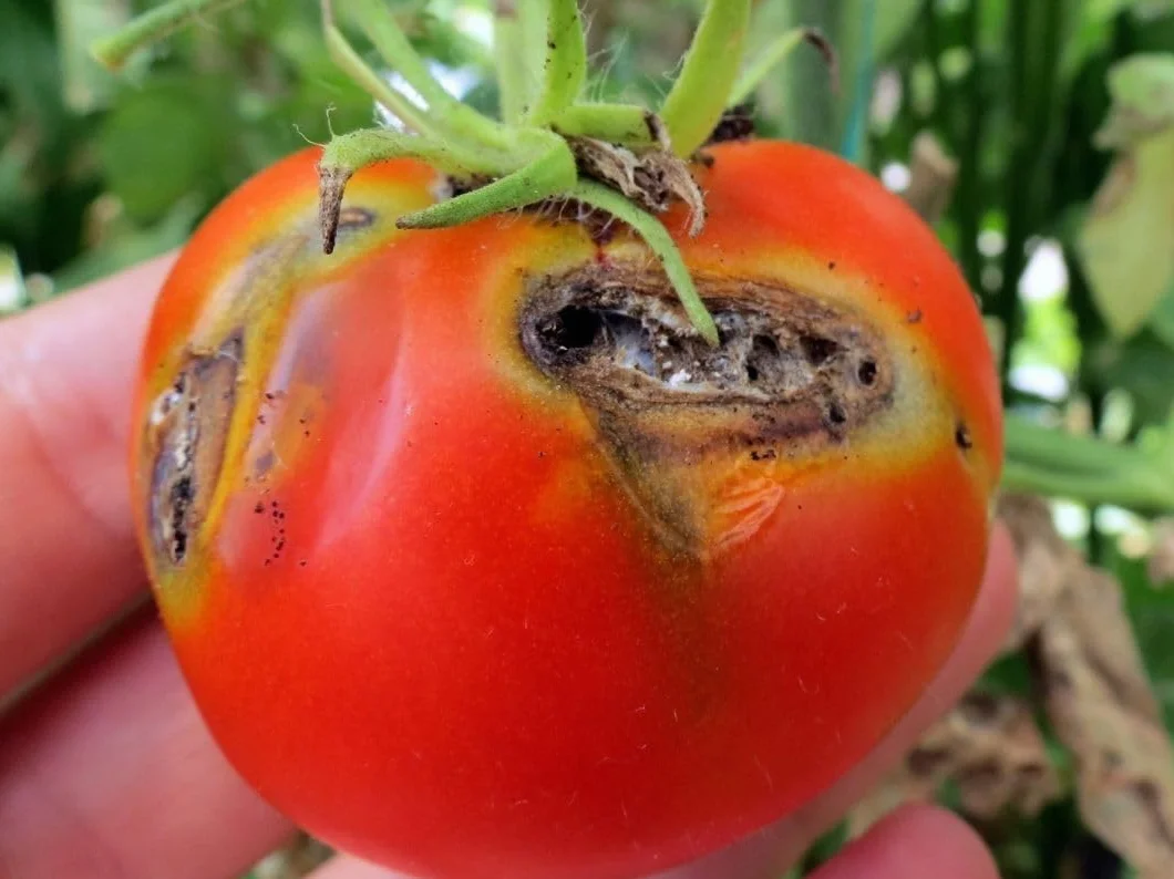 Trampas Tuta Absoluta (10 Unidades) para Tomates, Pimientos, Berenjenas y Otros Cultivos de Huerto Muy EFECTIVAS | Sin Insecticidas, Sin Químicos y Ecológicas | Trampas Cromáticas