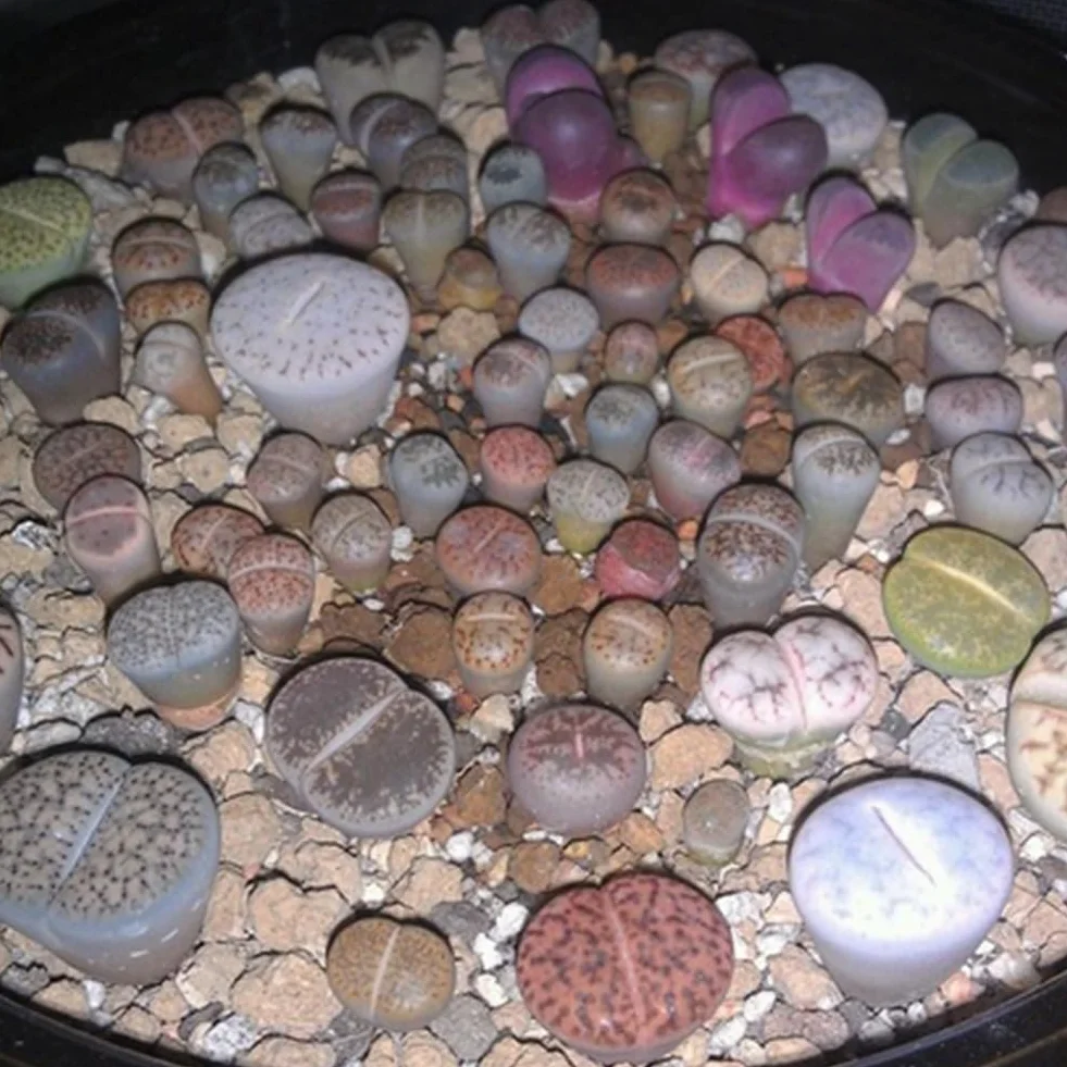 200 piezas Lithops Seeds Living Stones, planta suculenta Bonsai Garden Office Decor Semillas de Lithops