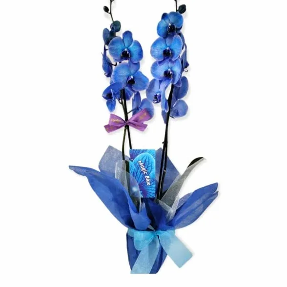 Orquídea Royal Blue Premium Planta Interior Flores Azules