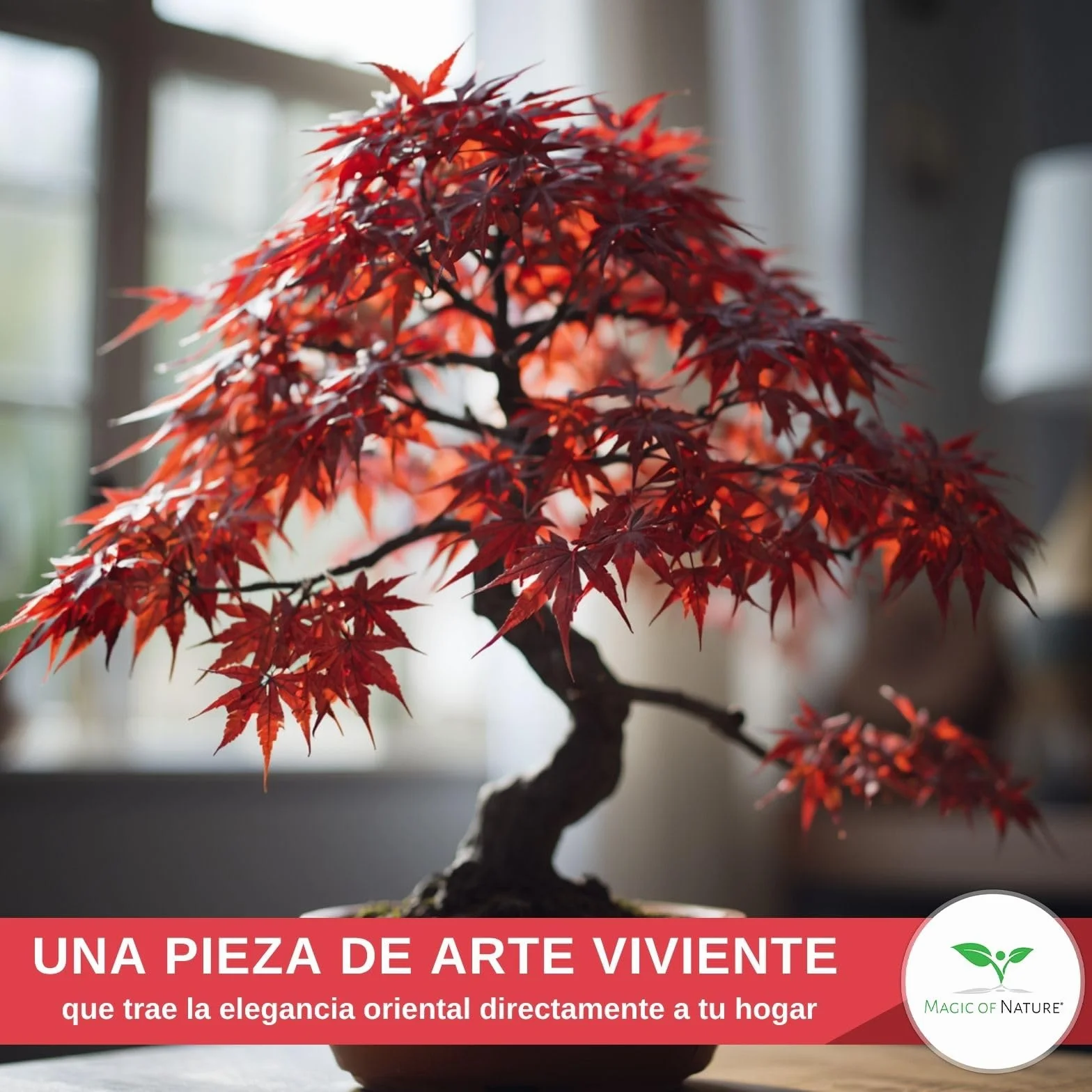 Magic of Nature: Semillas de Arce Japonés Rojo (20 Uds) Adecuado para Bonsái